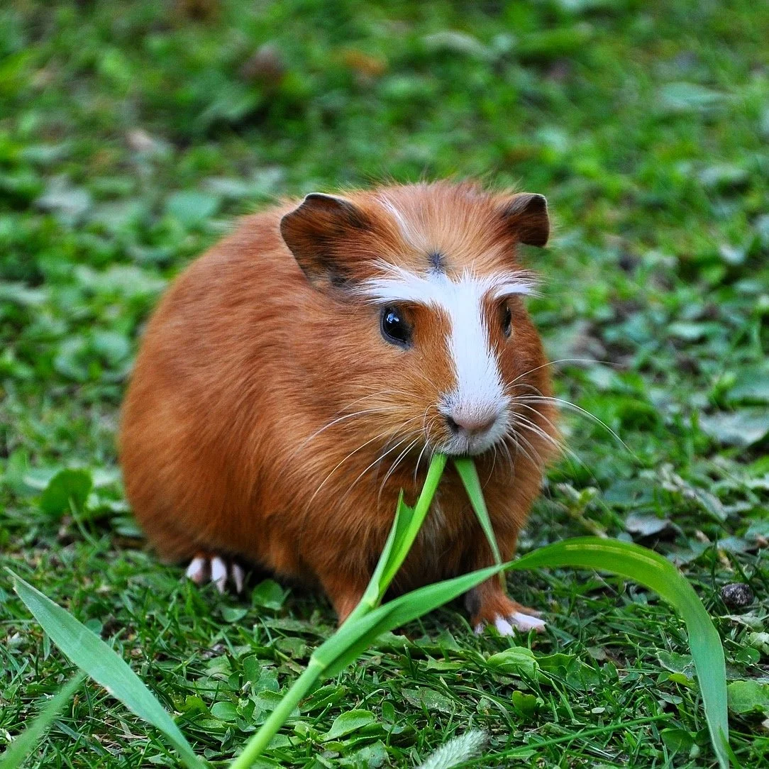 Guinea Pig-6