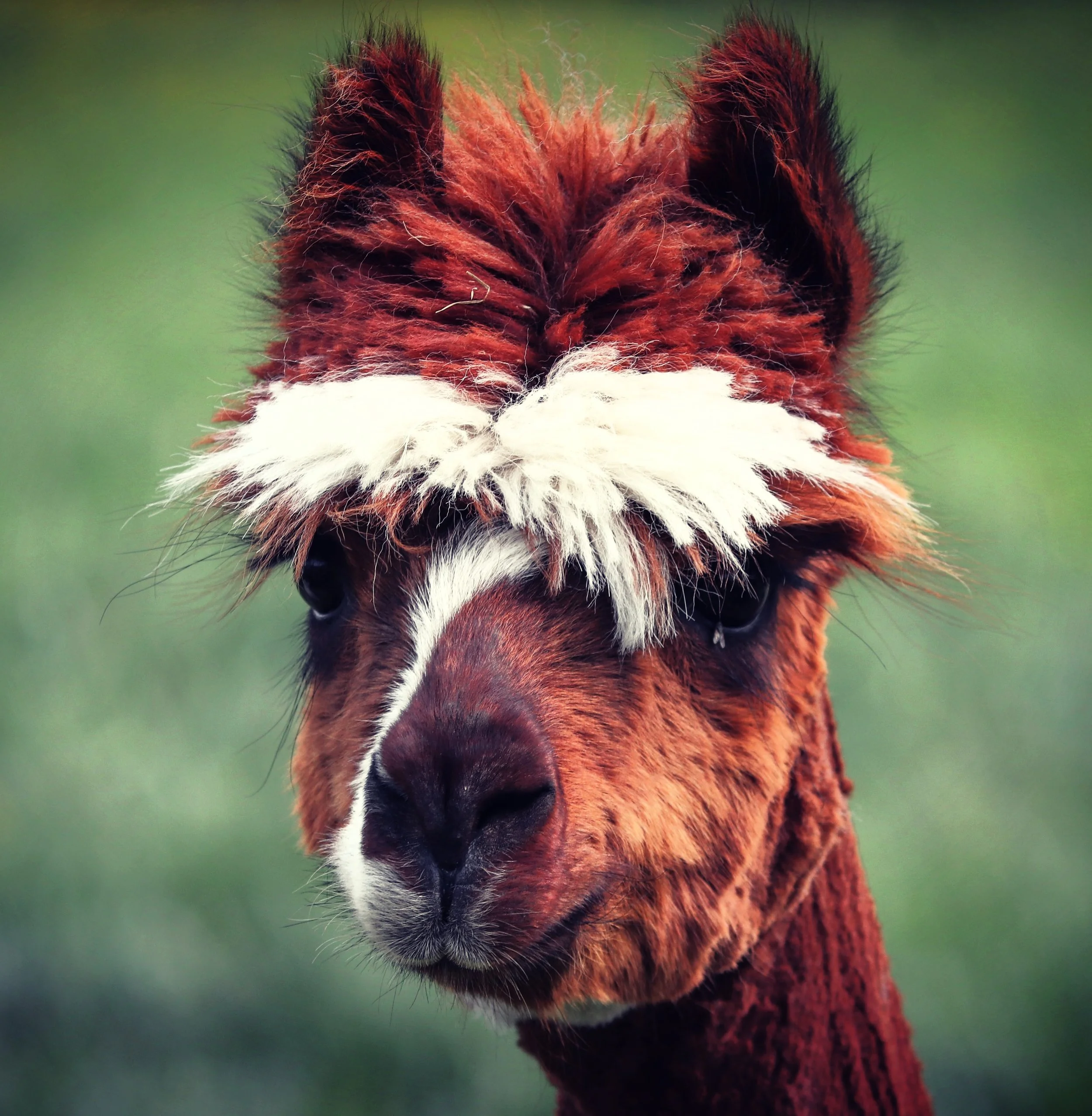 Alpaca-1