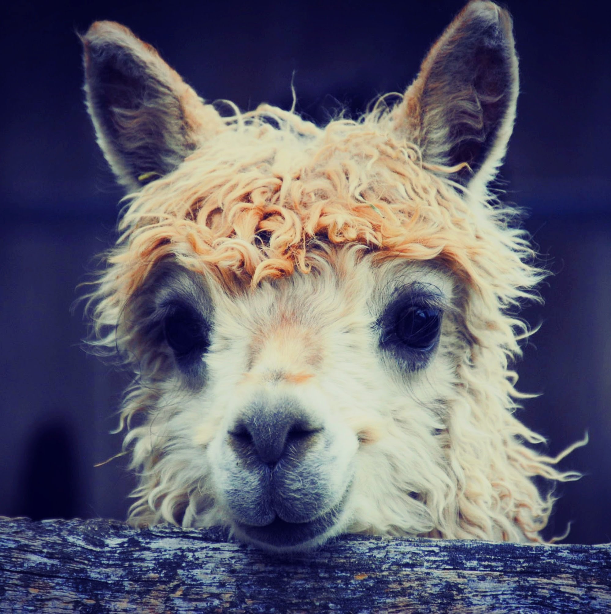 Alpaca-2