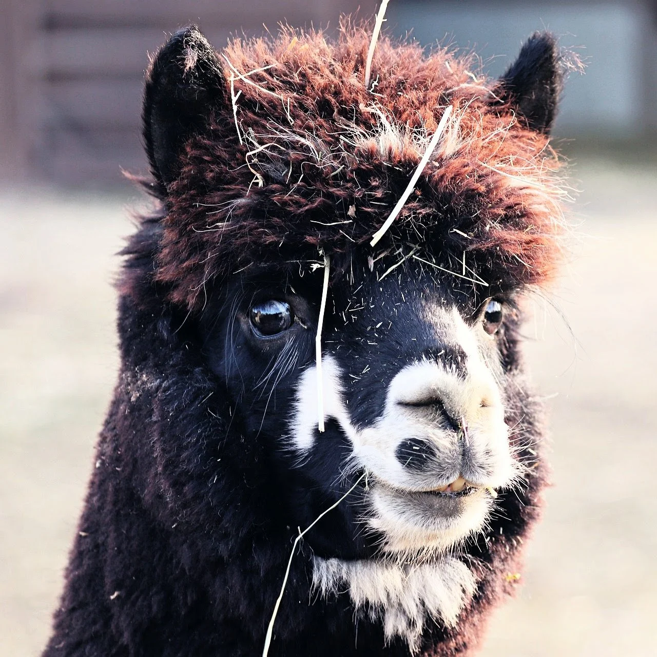 Alpaca-3