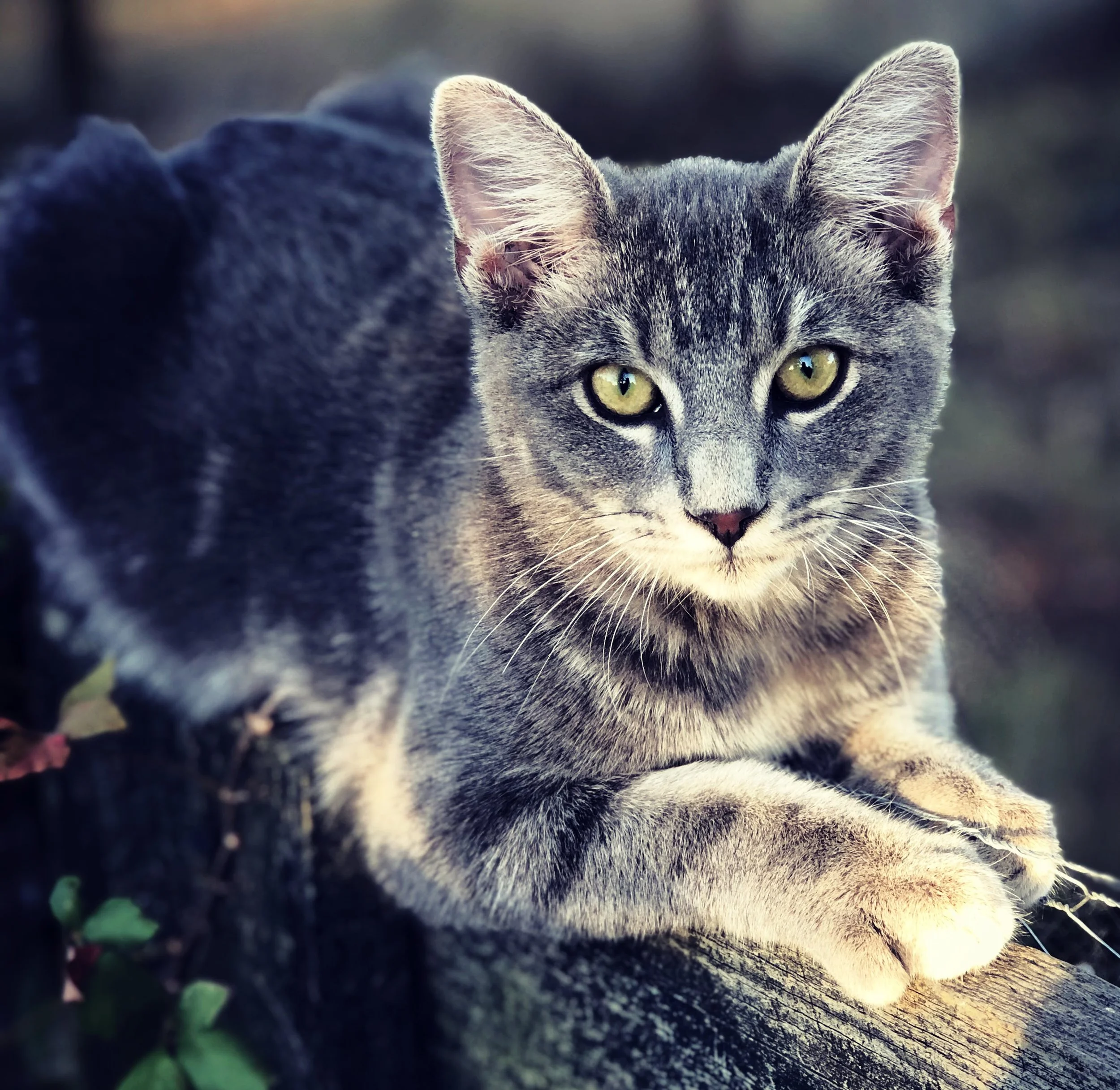 Barn Cat-1