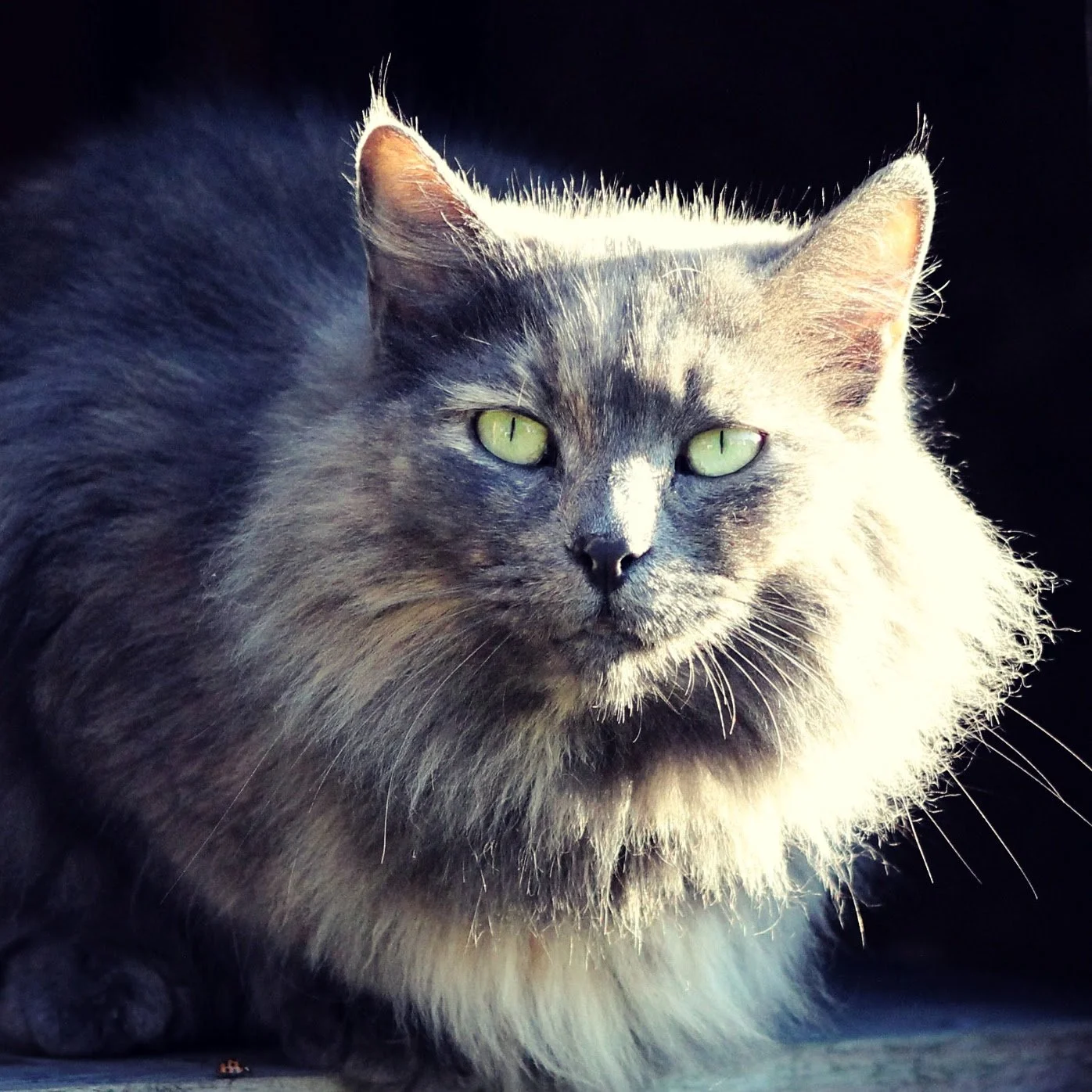 Barn Cat-2