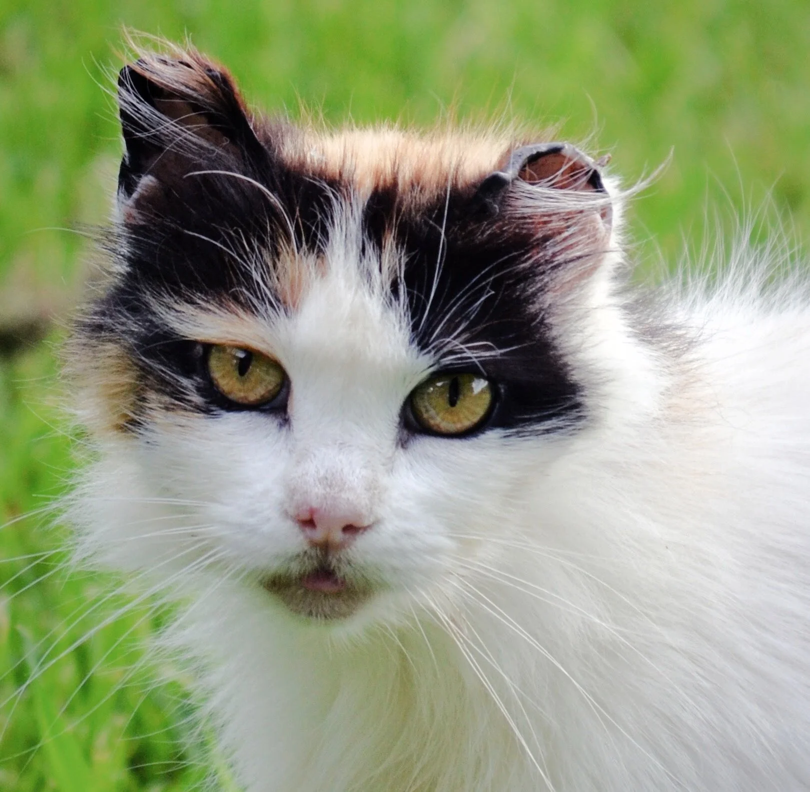 Barn Cat-3