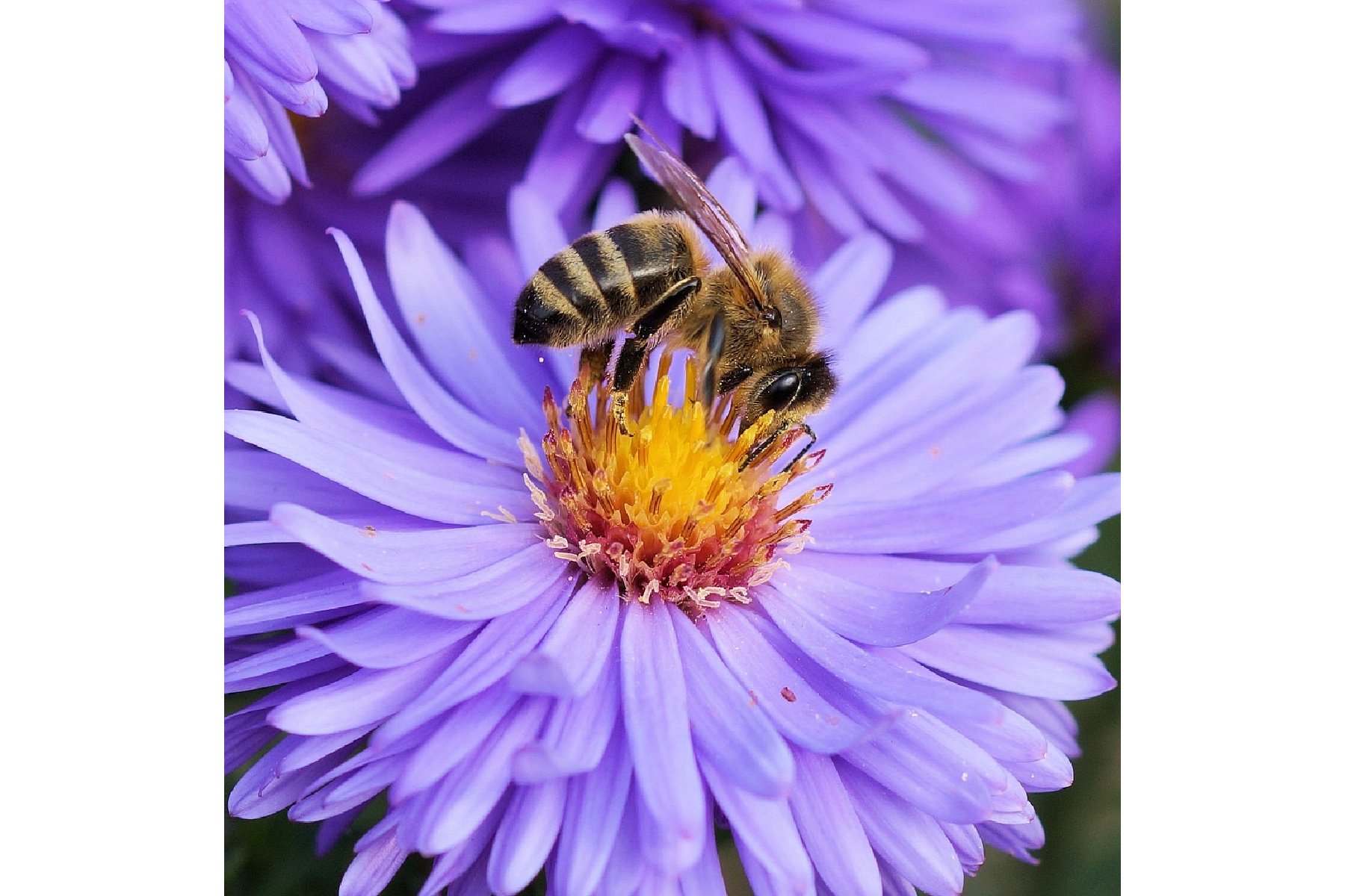 Bee-1
