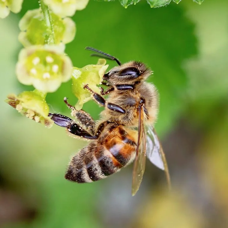 Bee-2