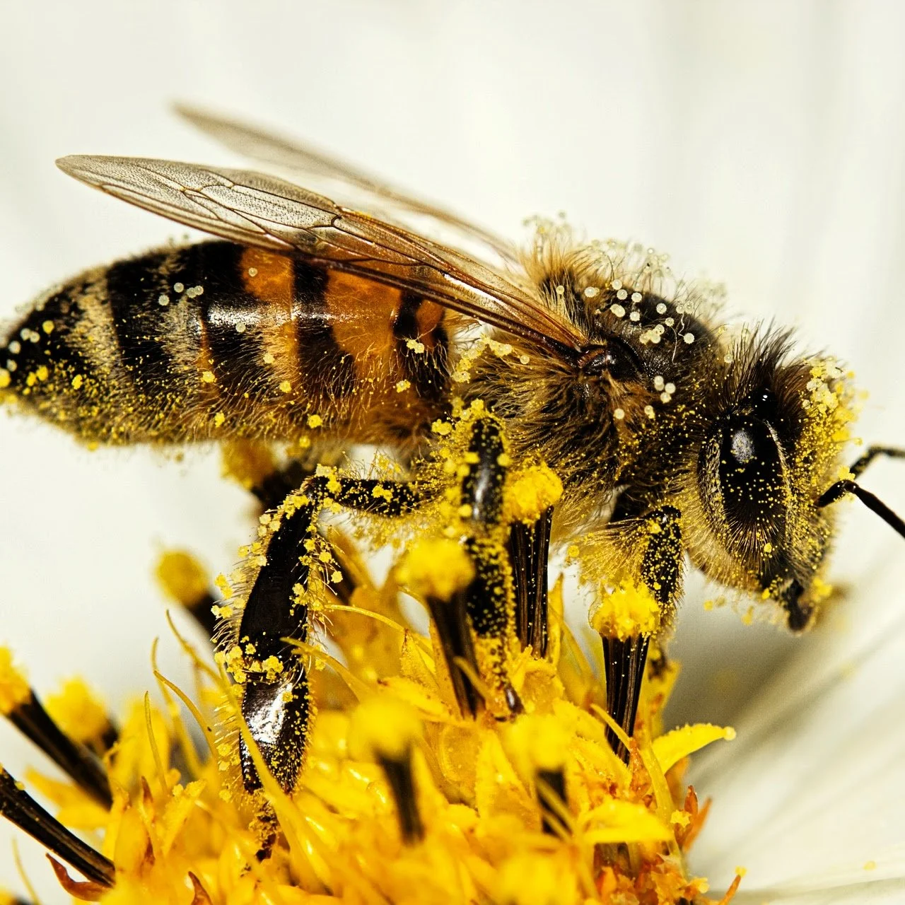 Bee-3