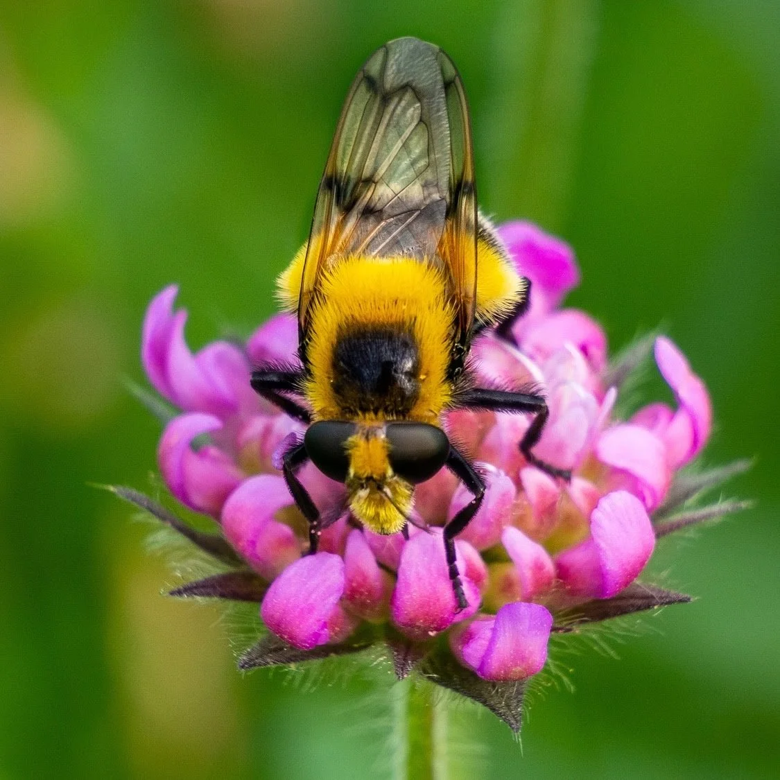 Bee-4