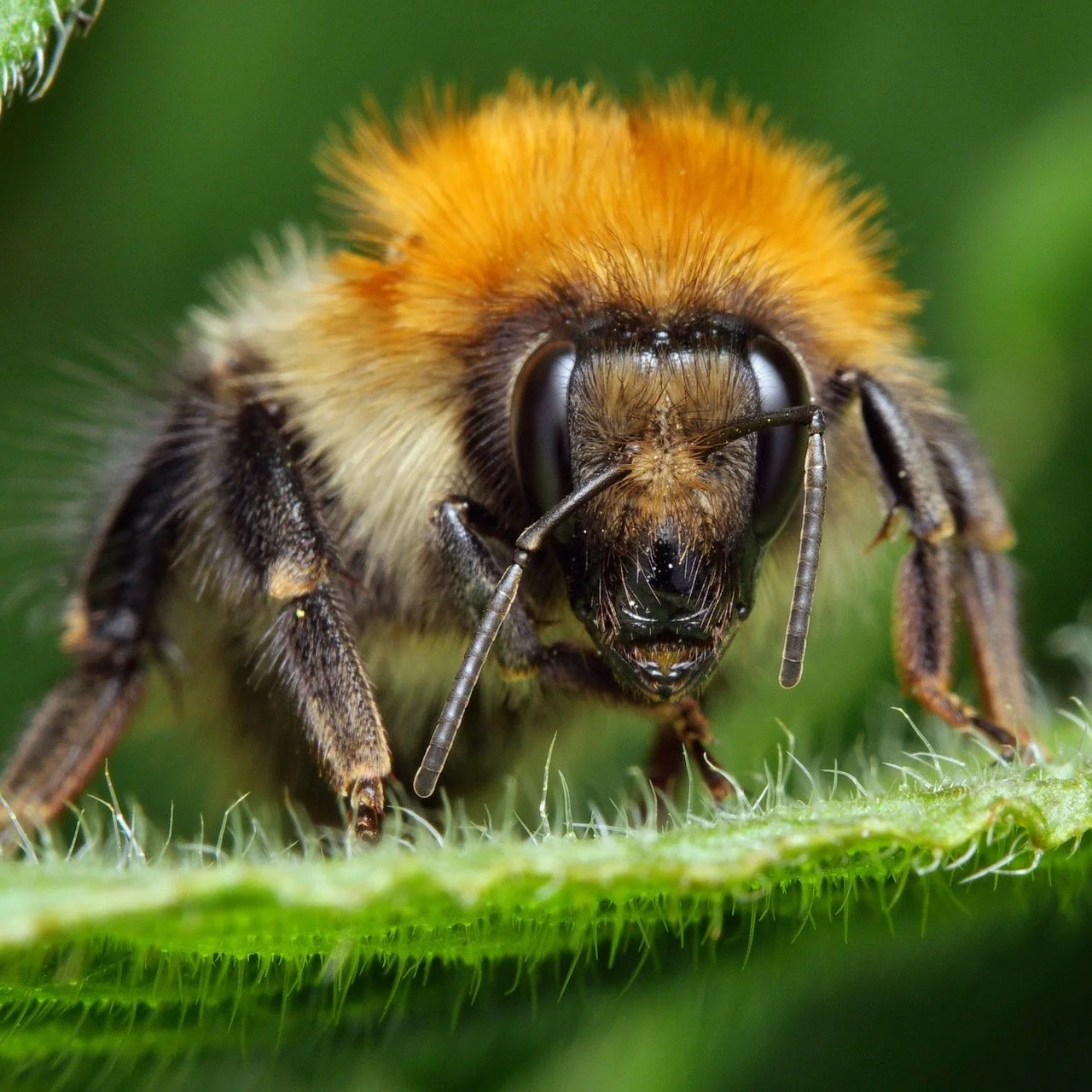 Bee-5