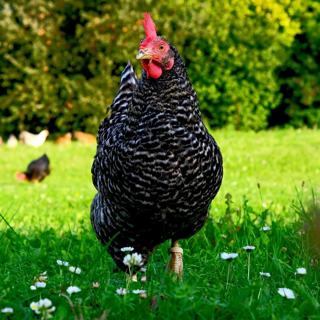Chicken-4
