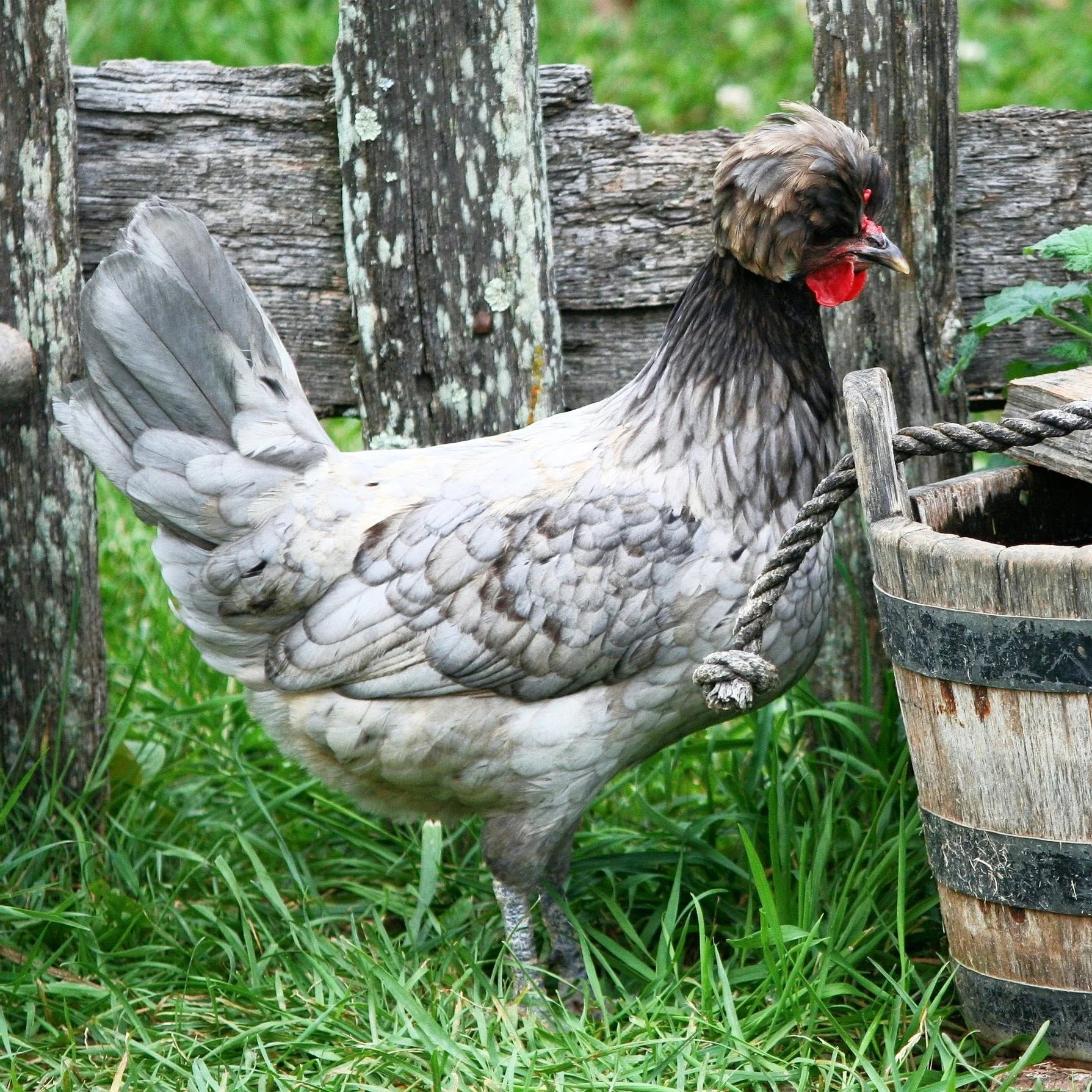Chicken-3