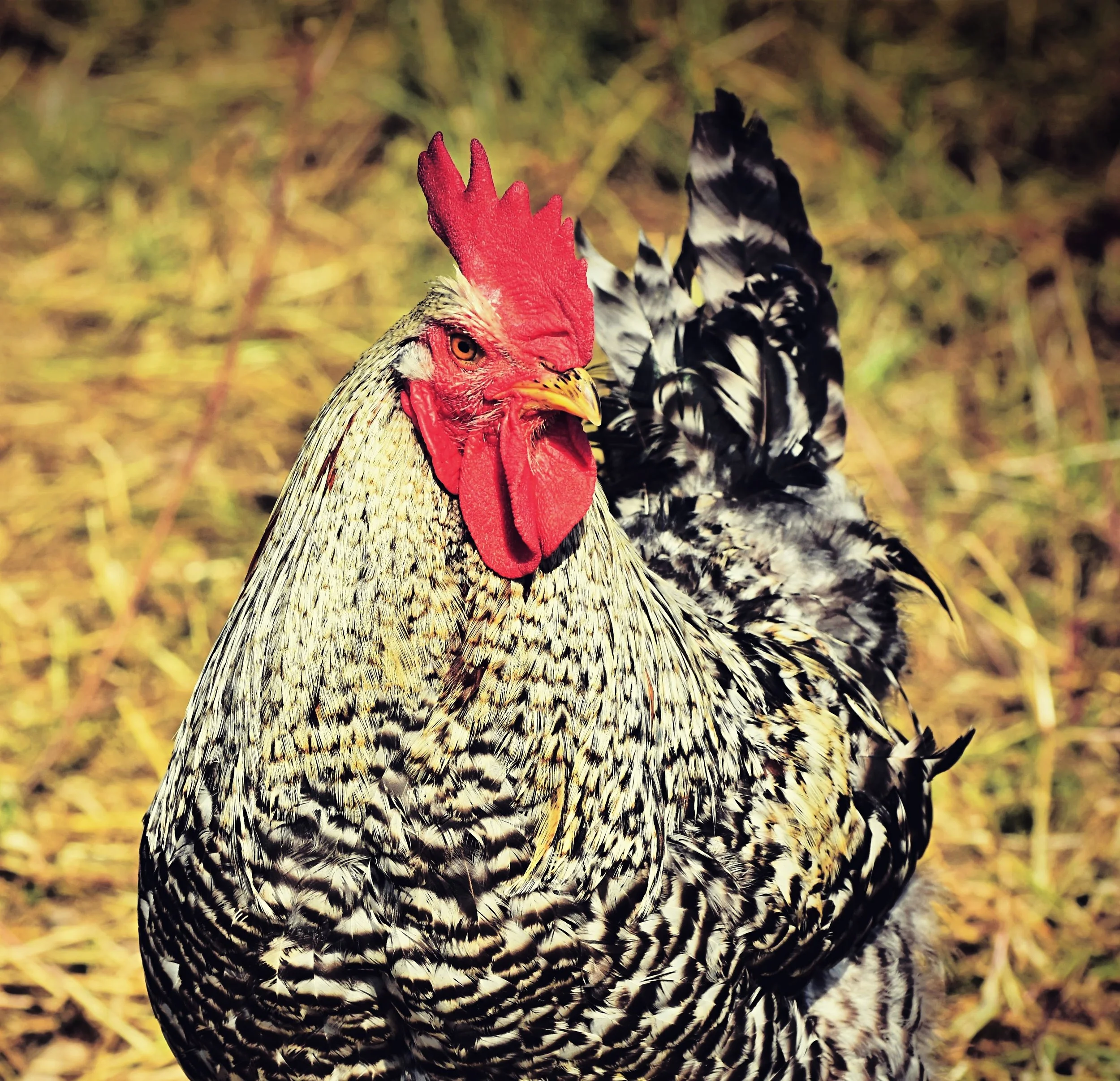 Chicken-2