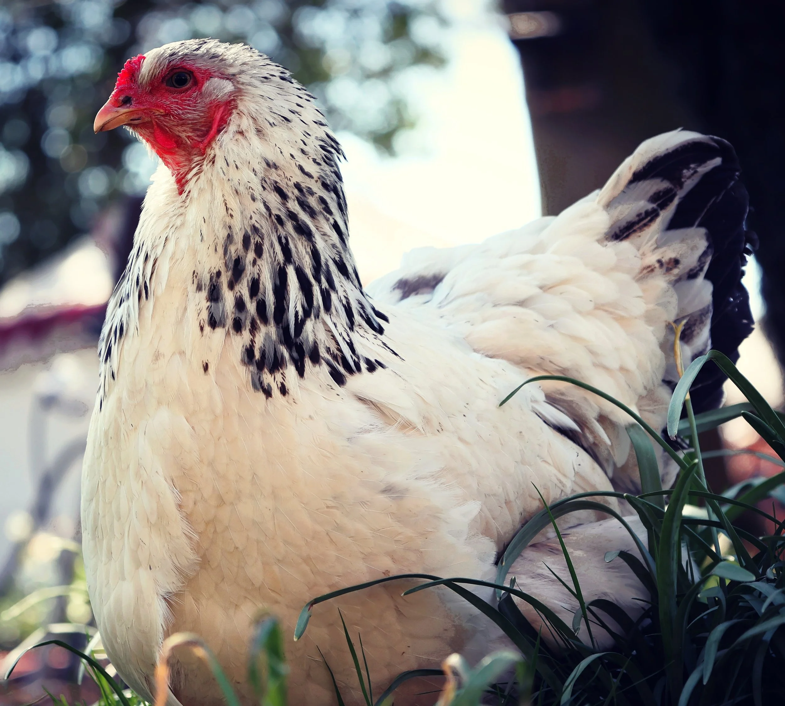 Chicken-1