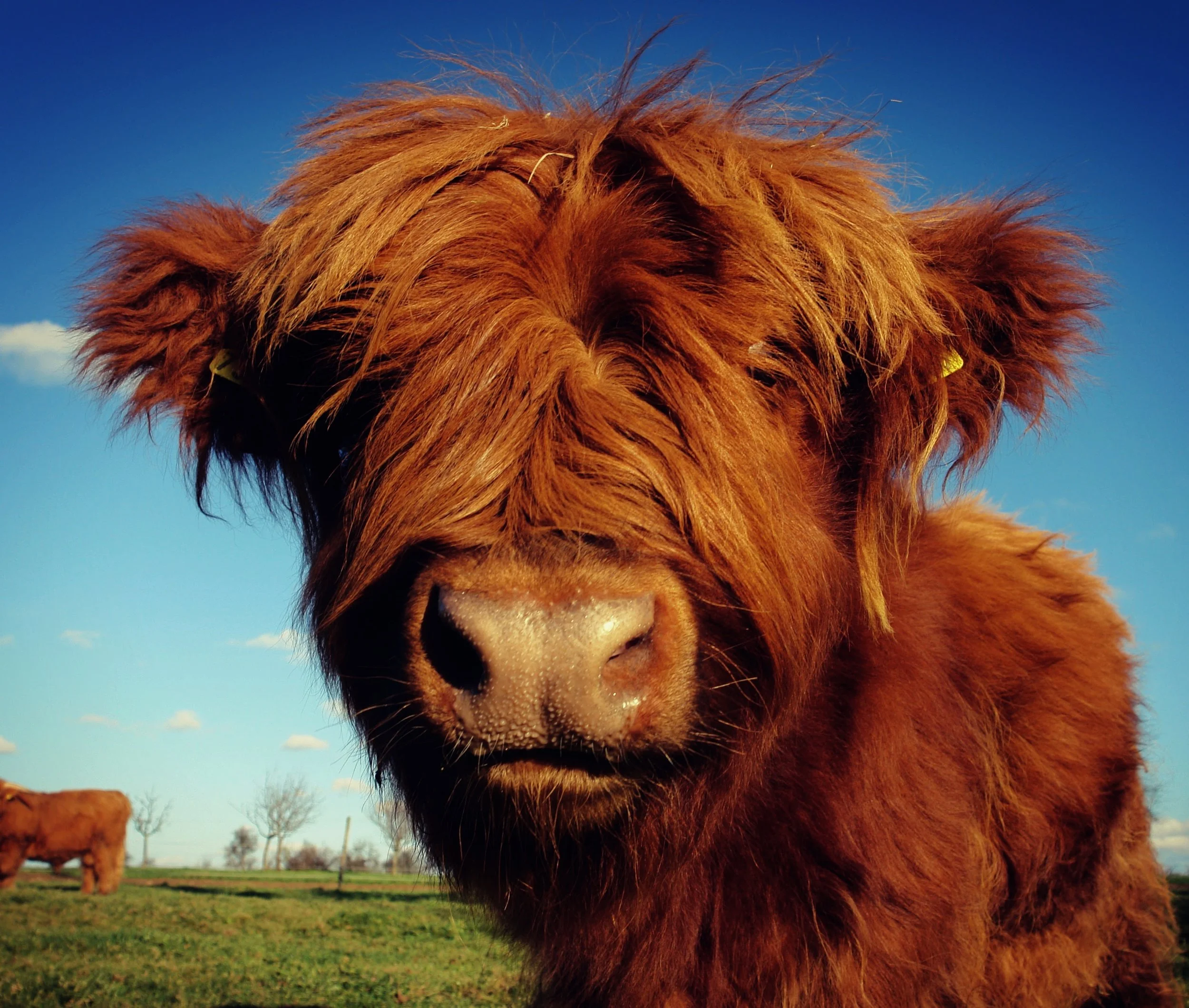 Cattle-3