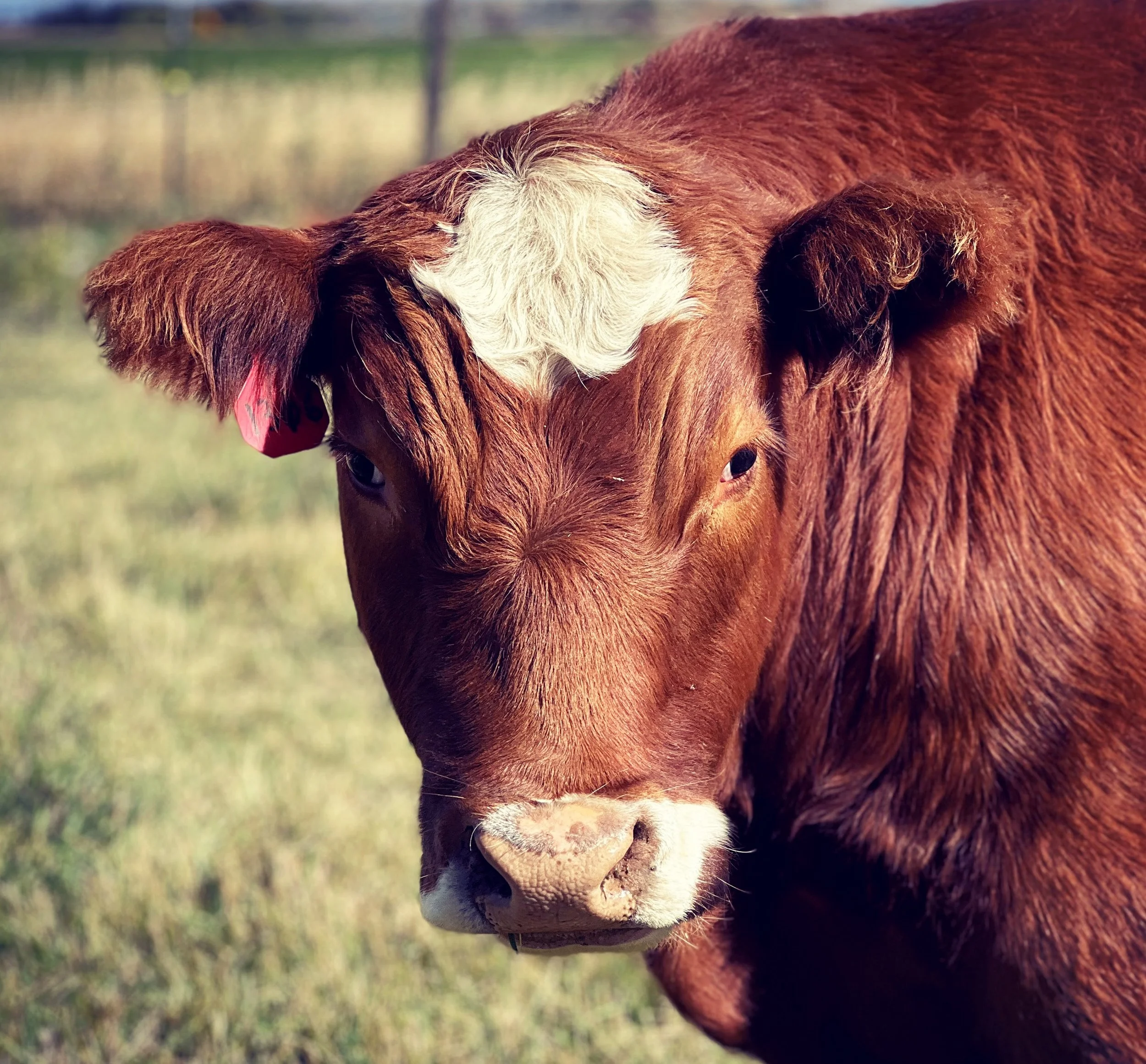 Cattle-2
