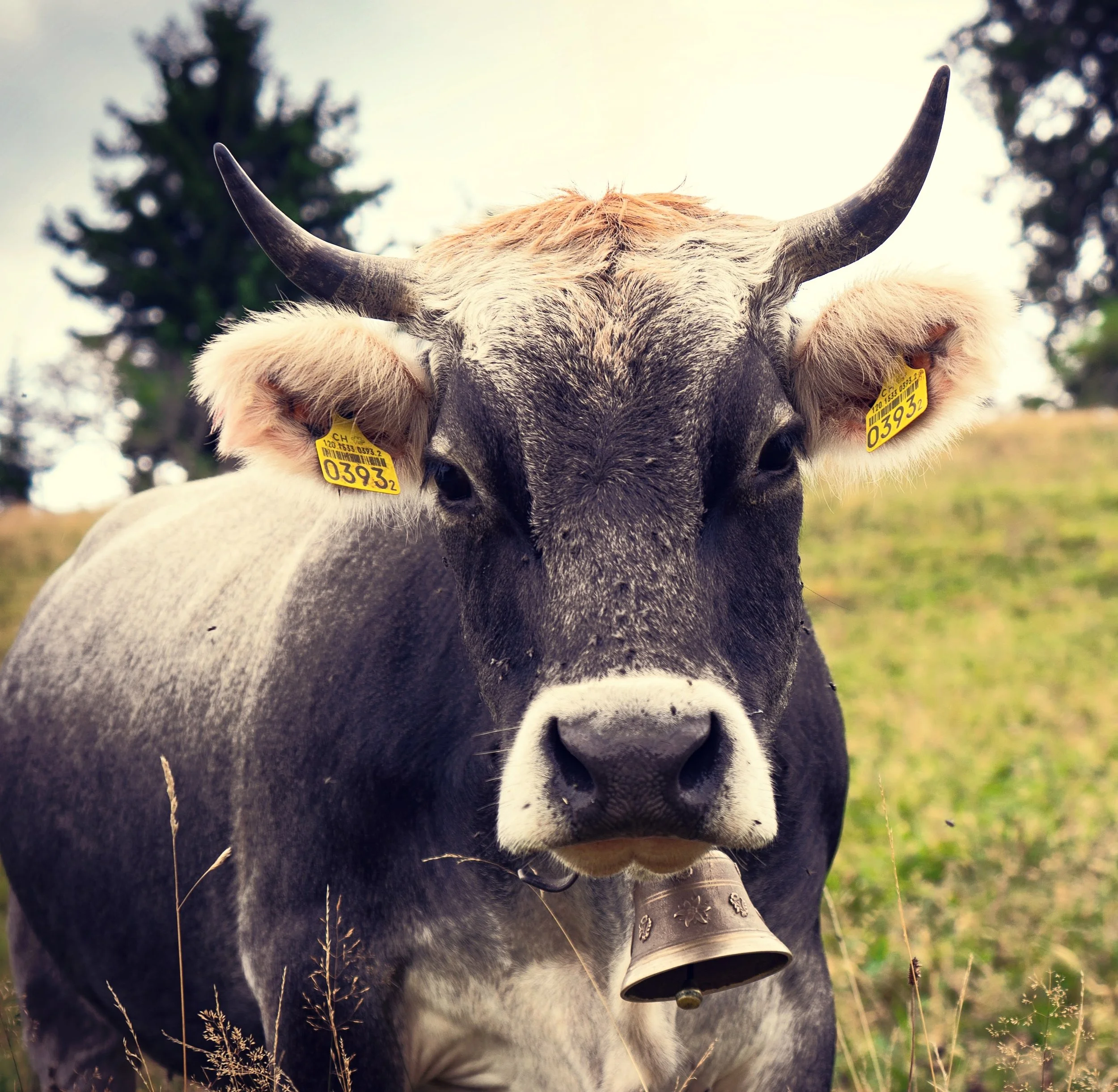 Cattle-1