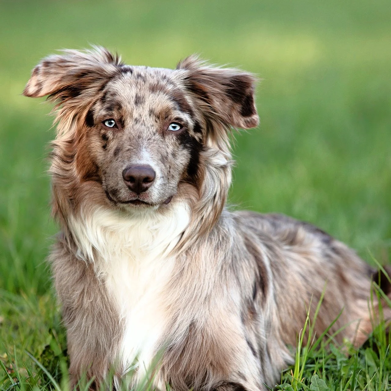 Dog-8