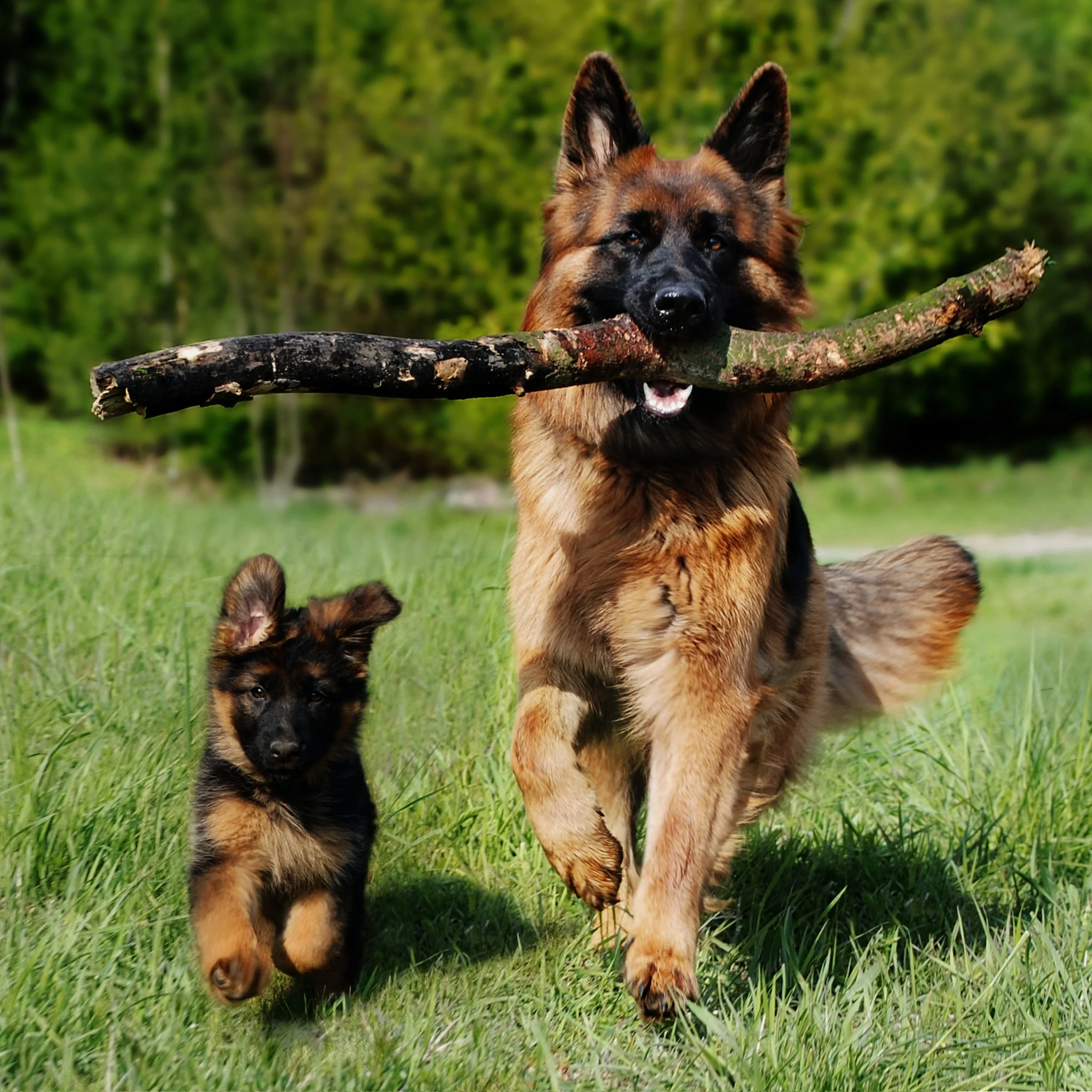Dog-7