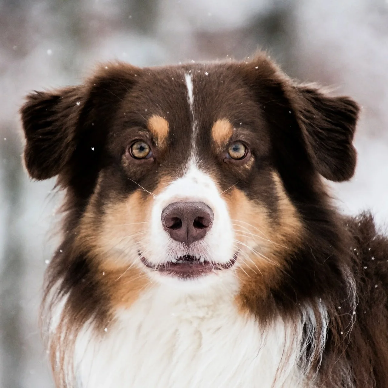 Dog-6