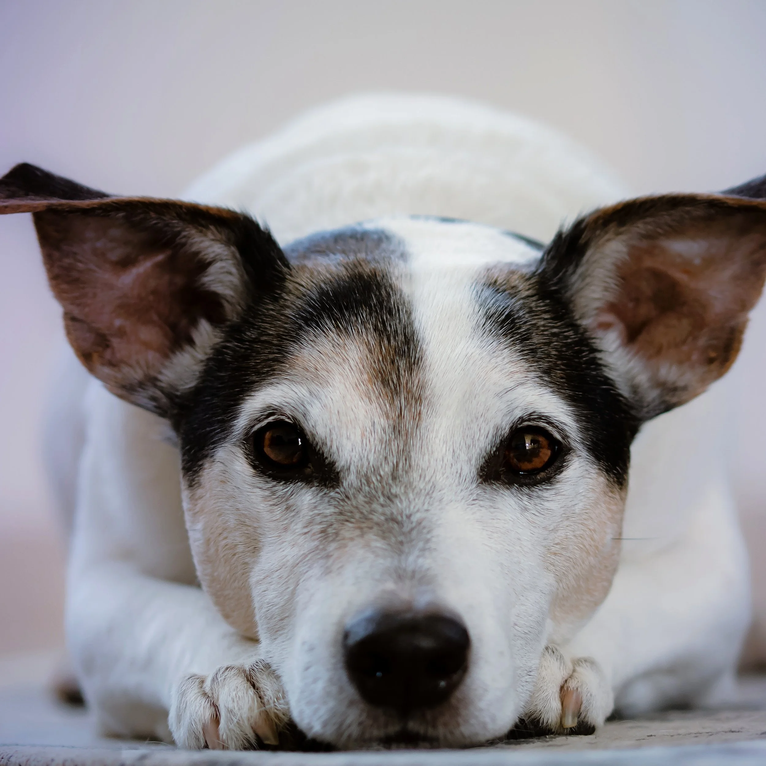Dog-5