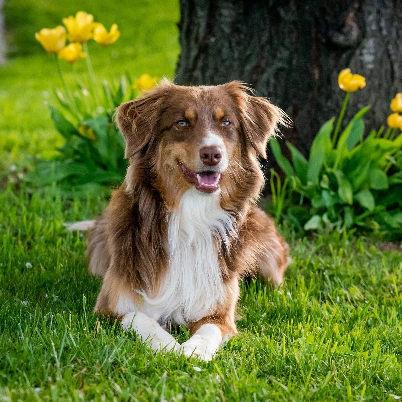 Dog-4