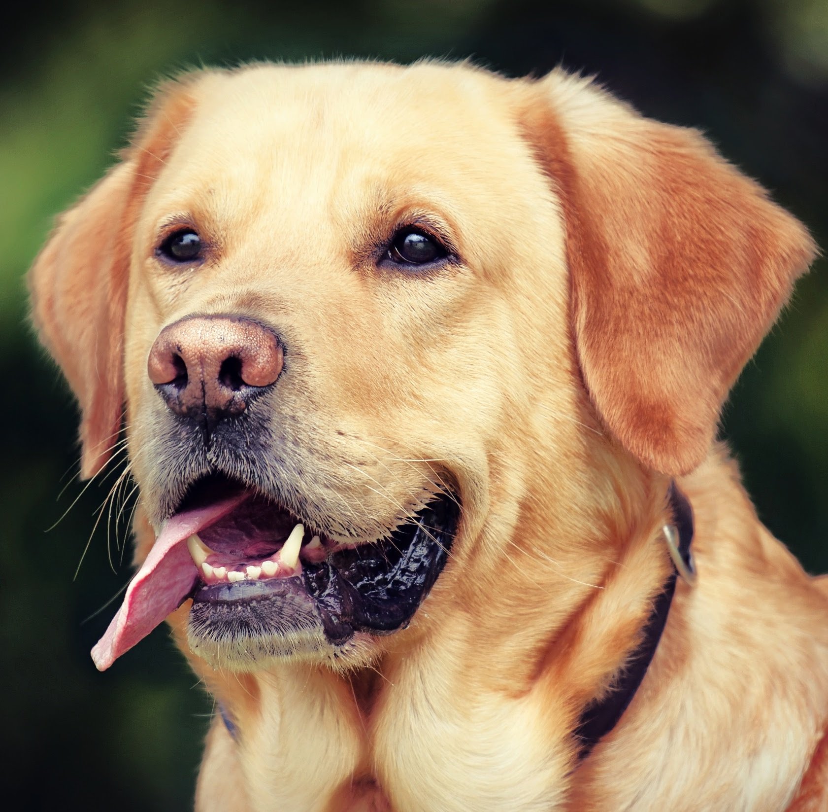 Dog-2