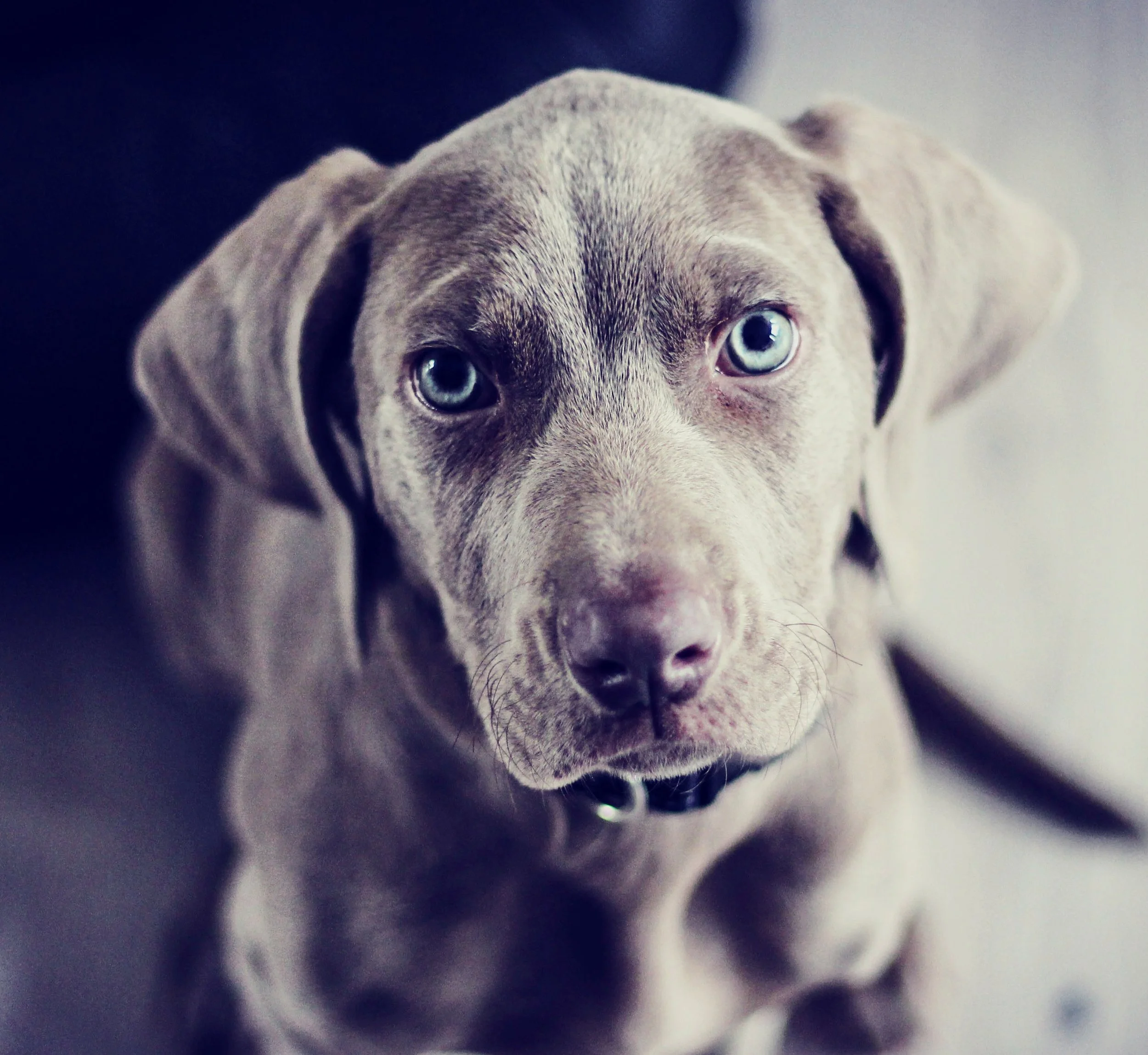 Dog-1