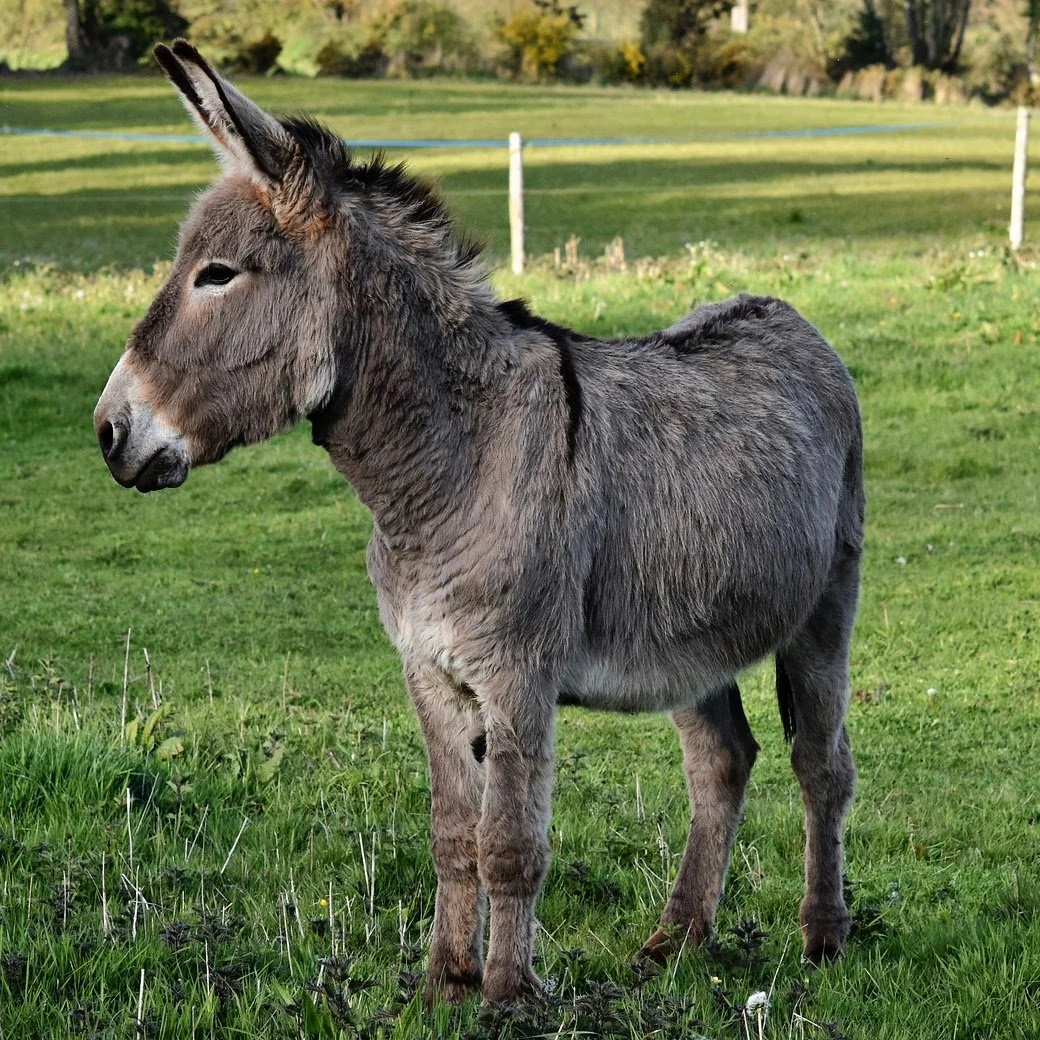Donkey-13