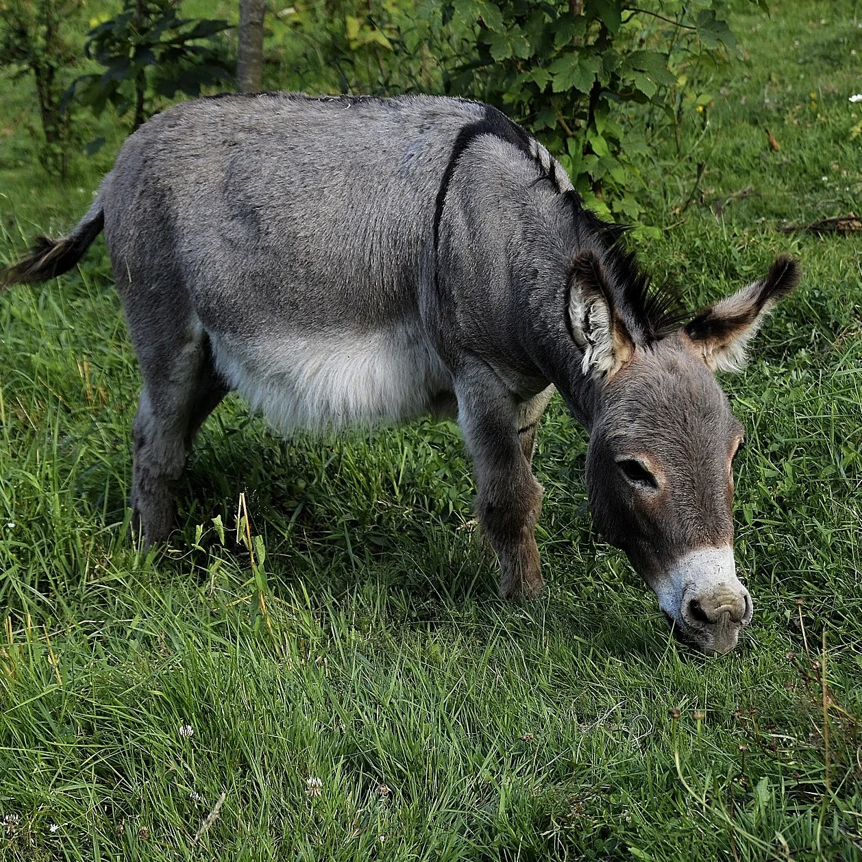 Donkey-12