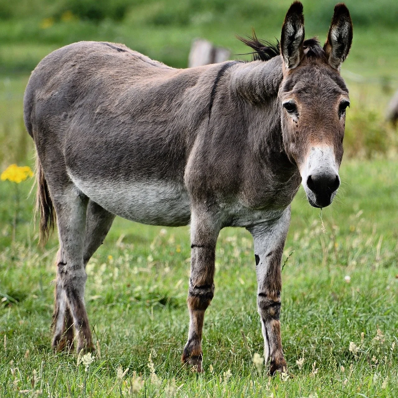 Donkey-11