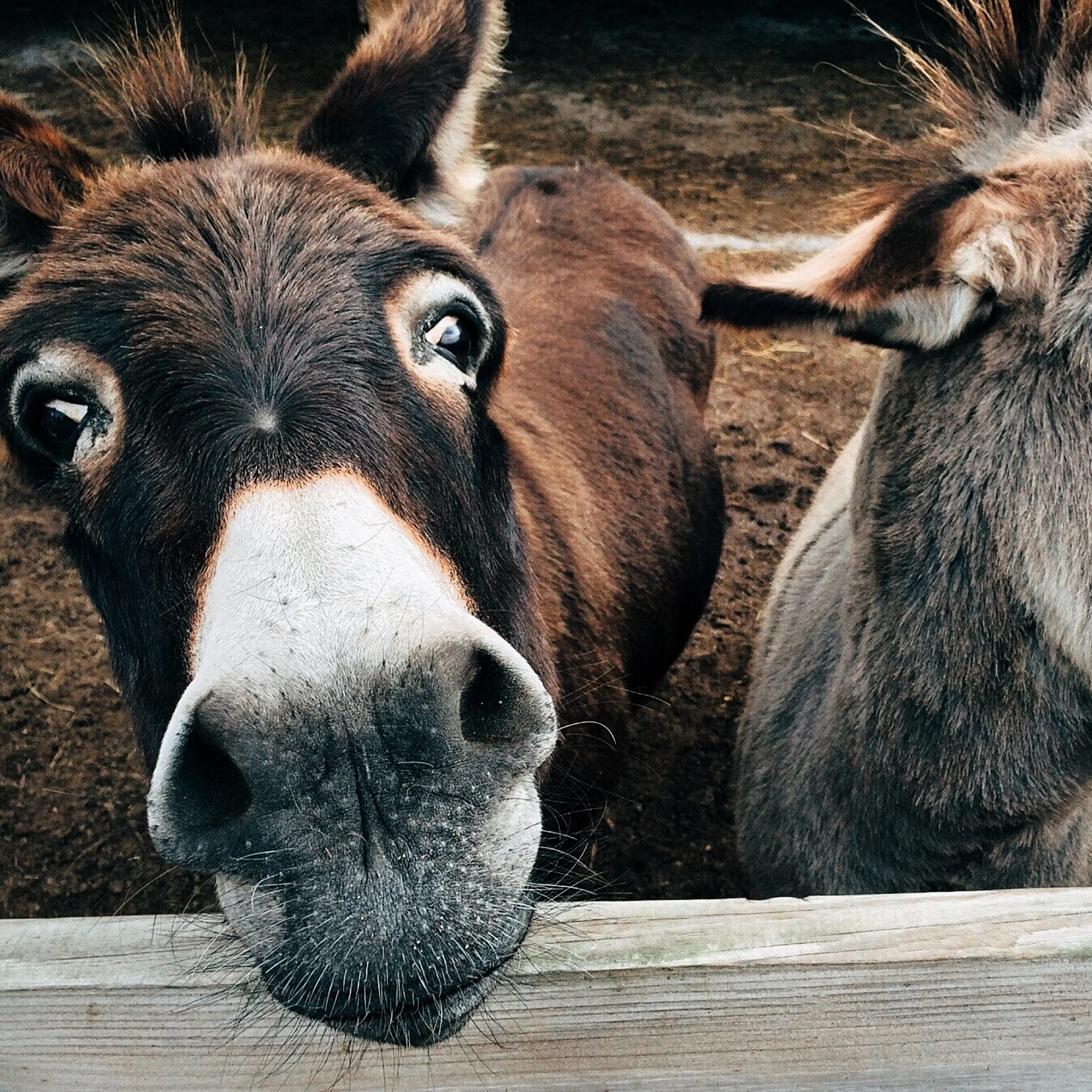 Donkey-10
