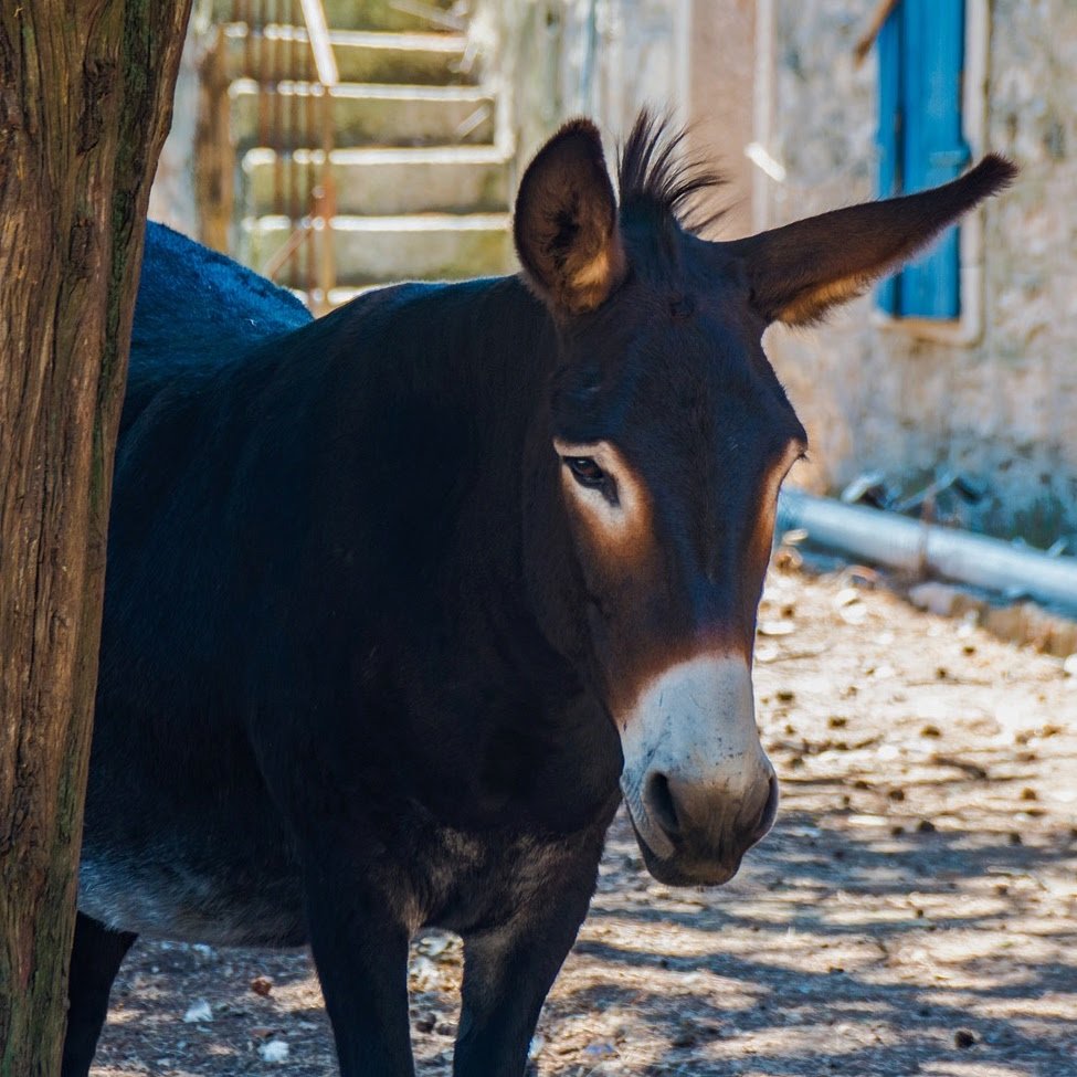 Donkey-9