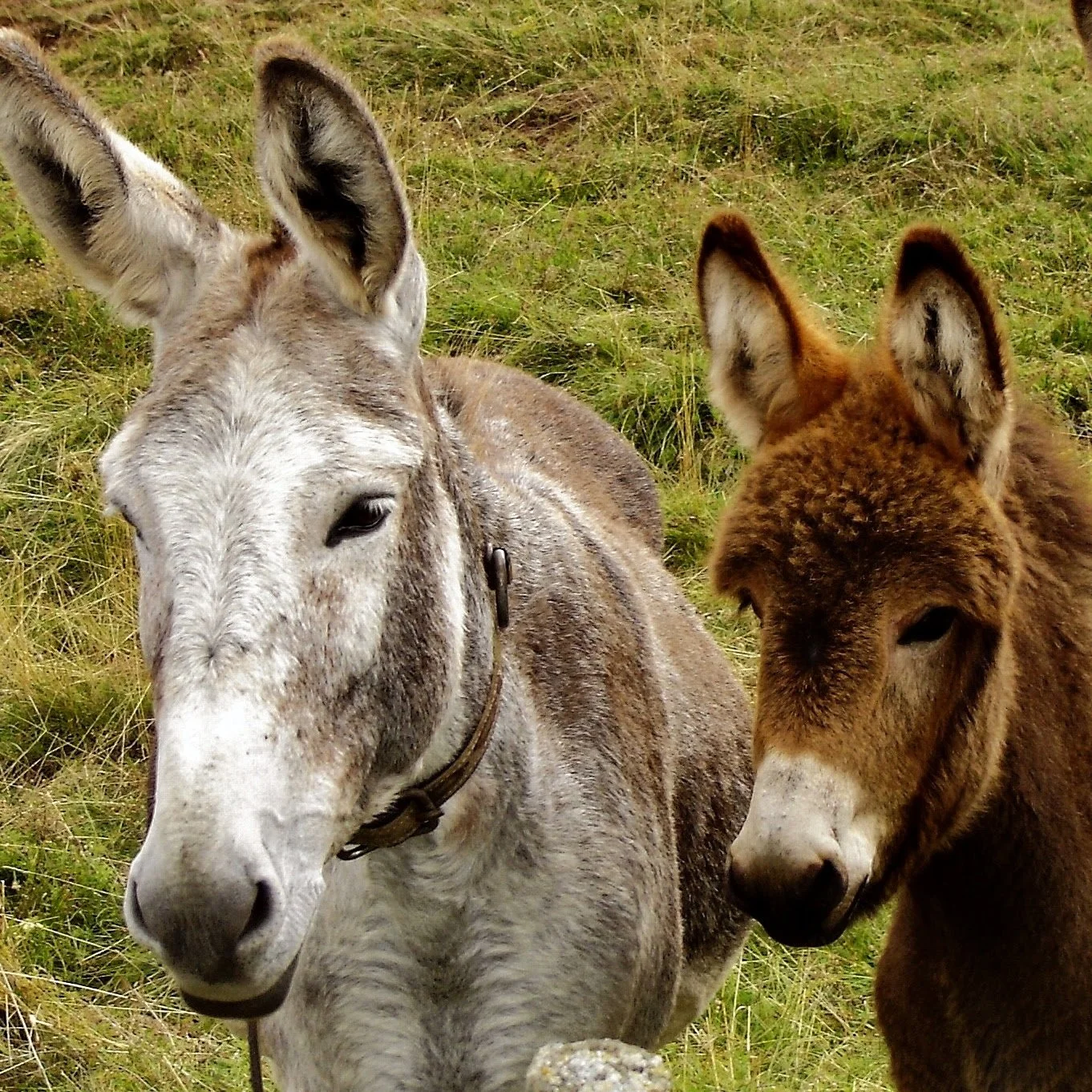 Donkey-8