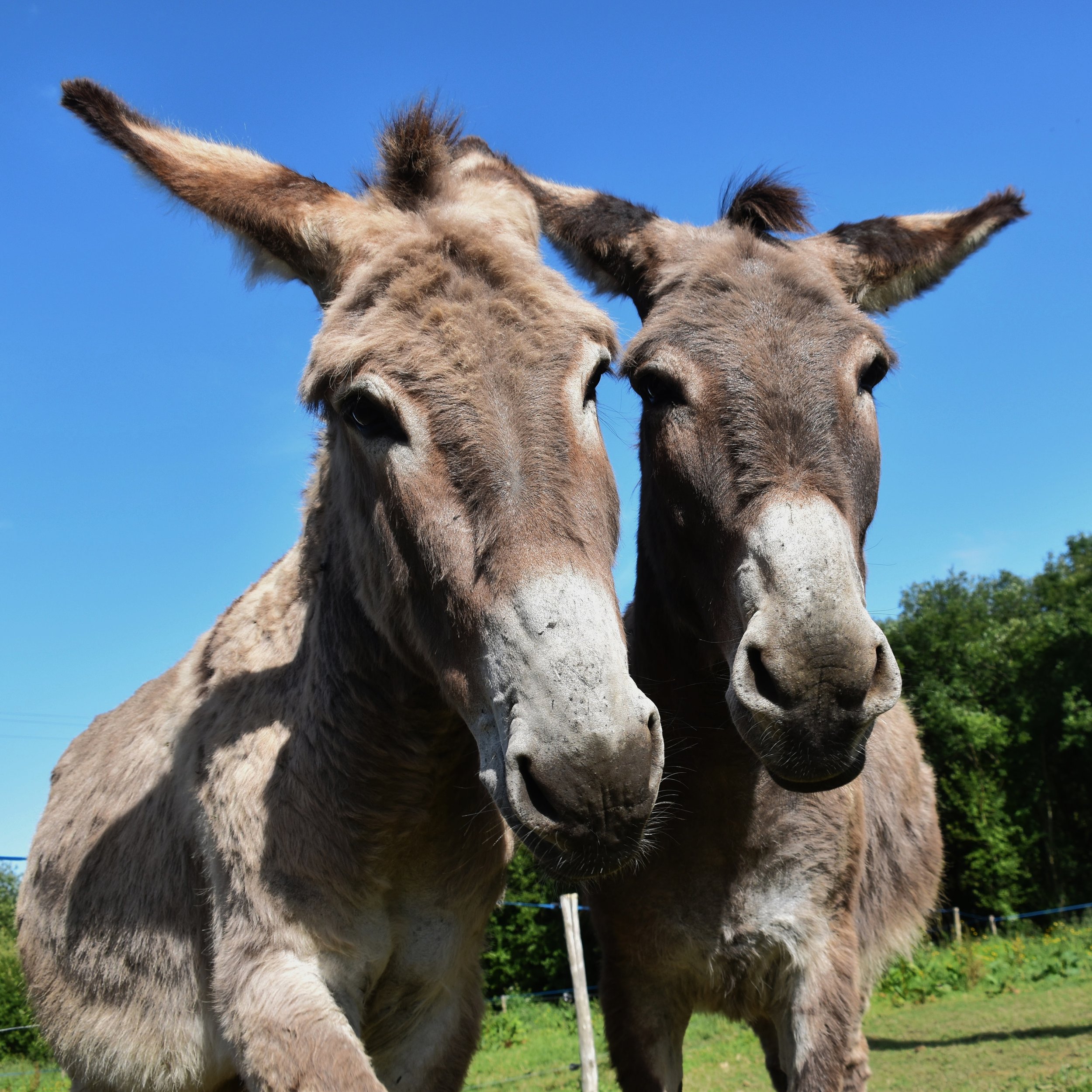 Donkey-7
