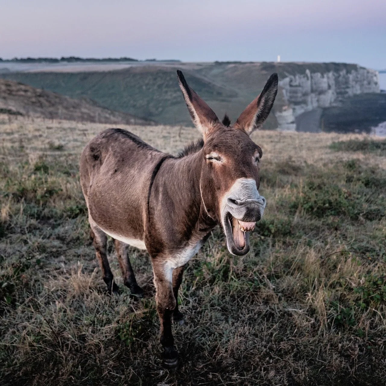 Donkey-6