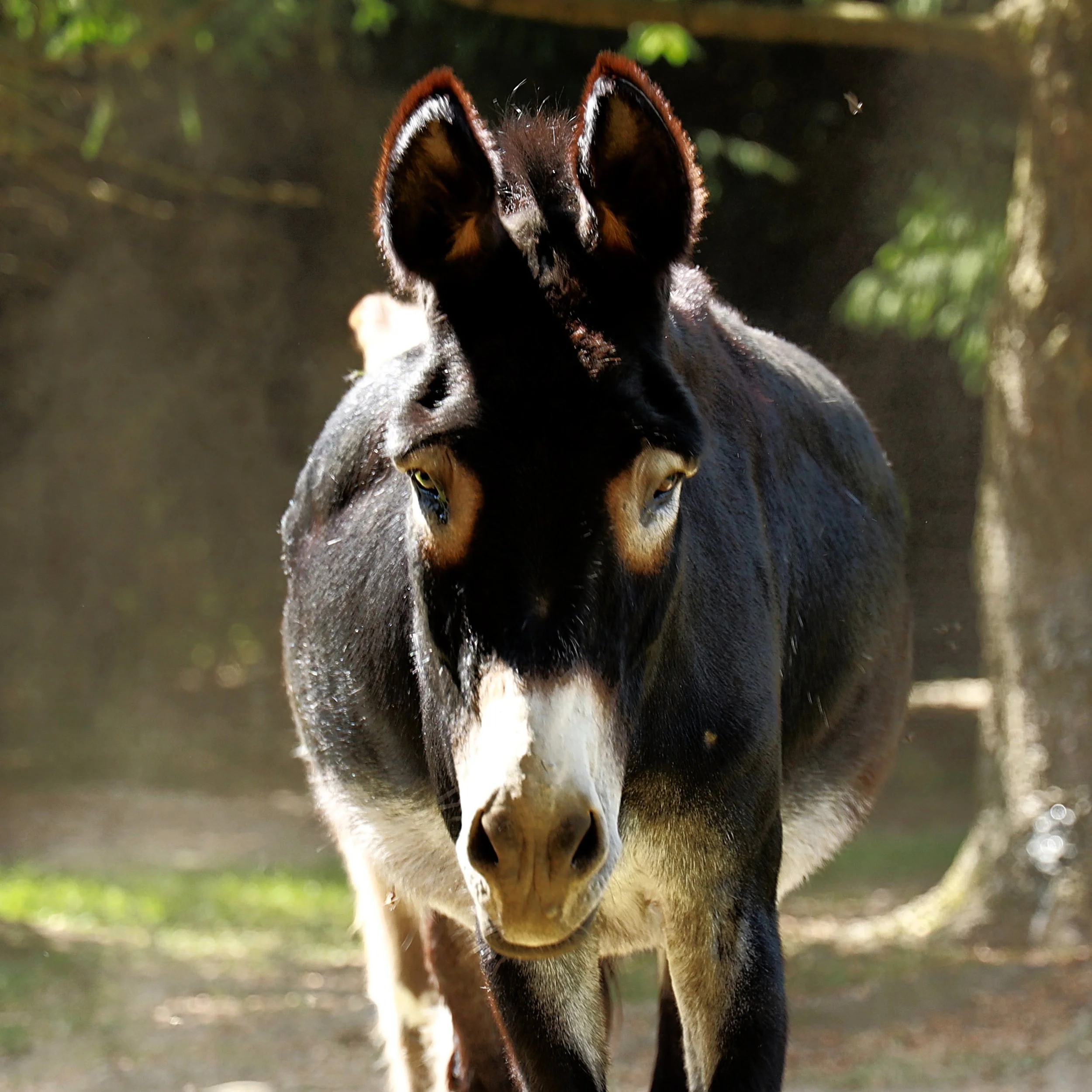 Donkey-5