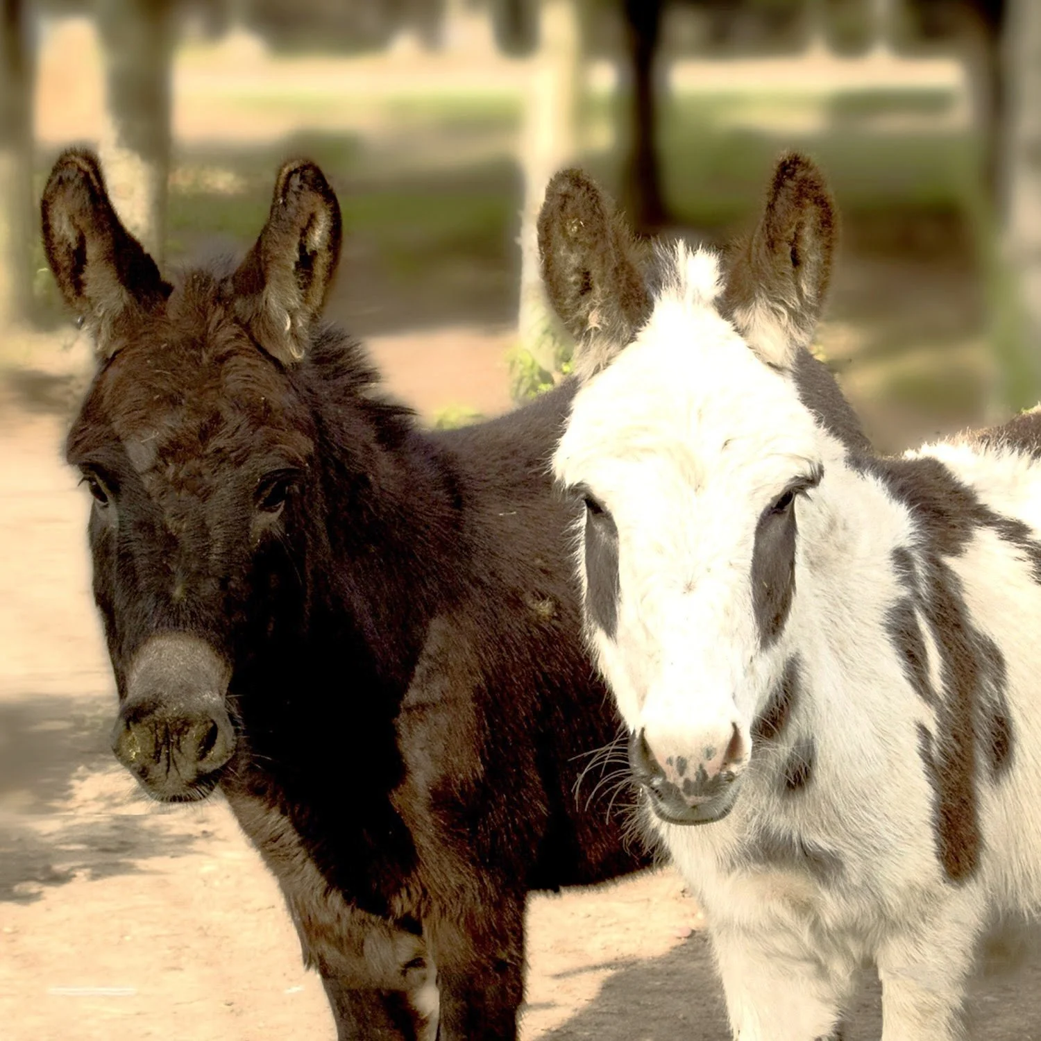 Donkey-4