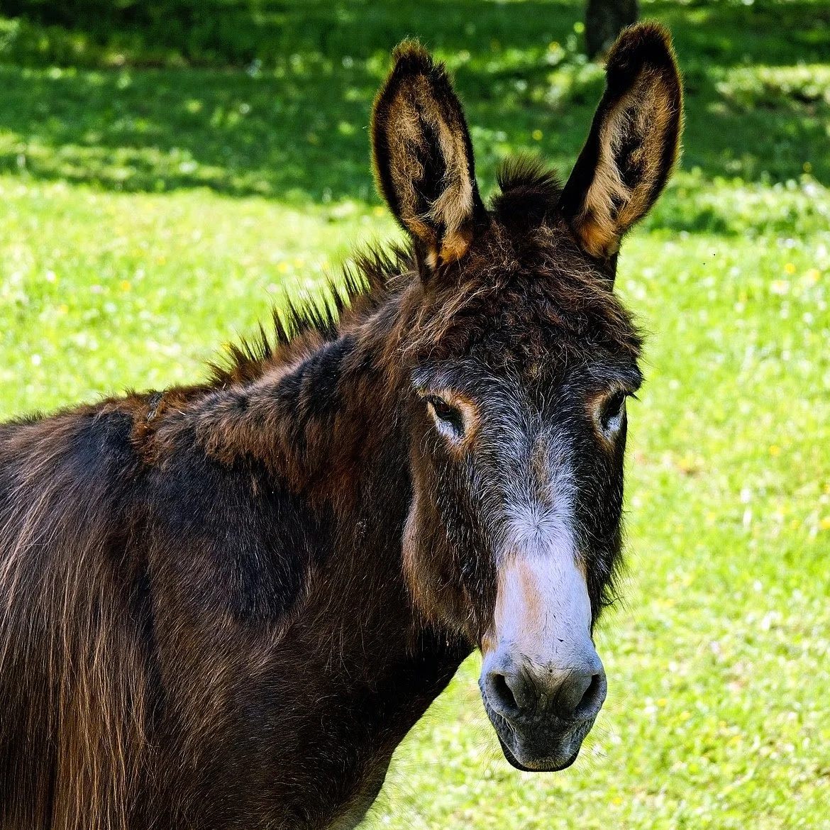 Donkey-3