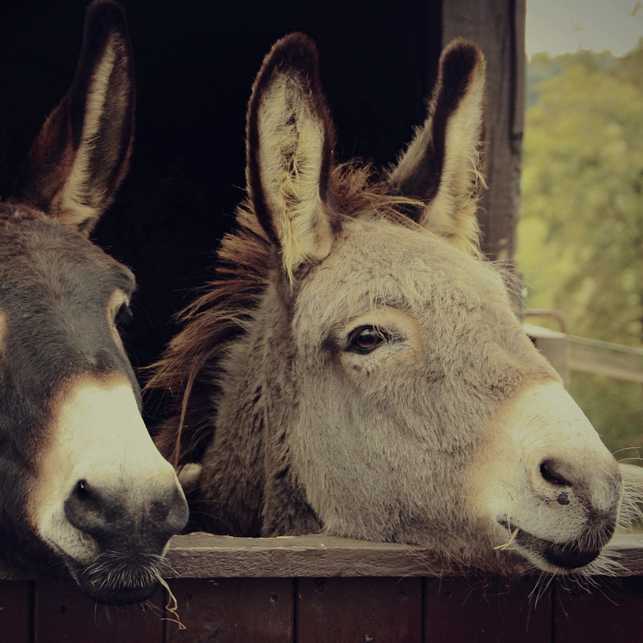 Donkey-2