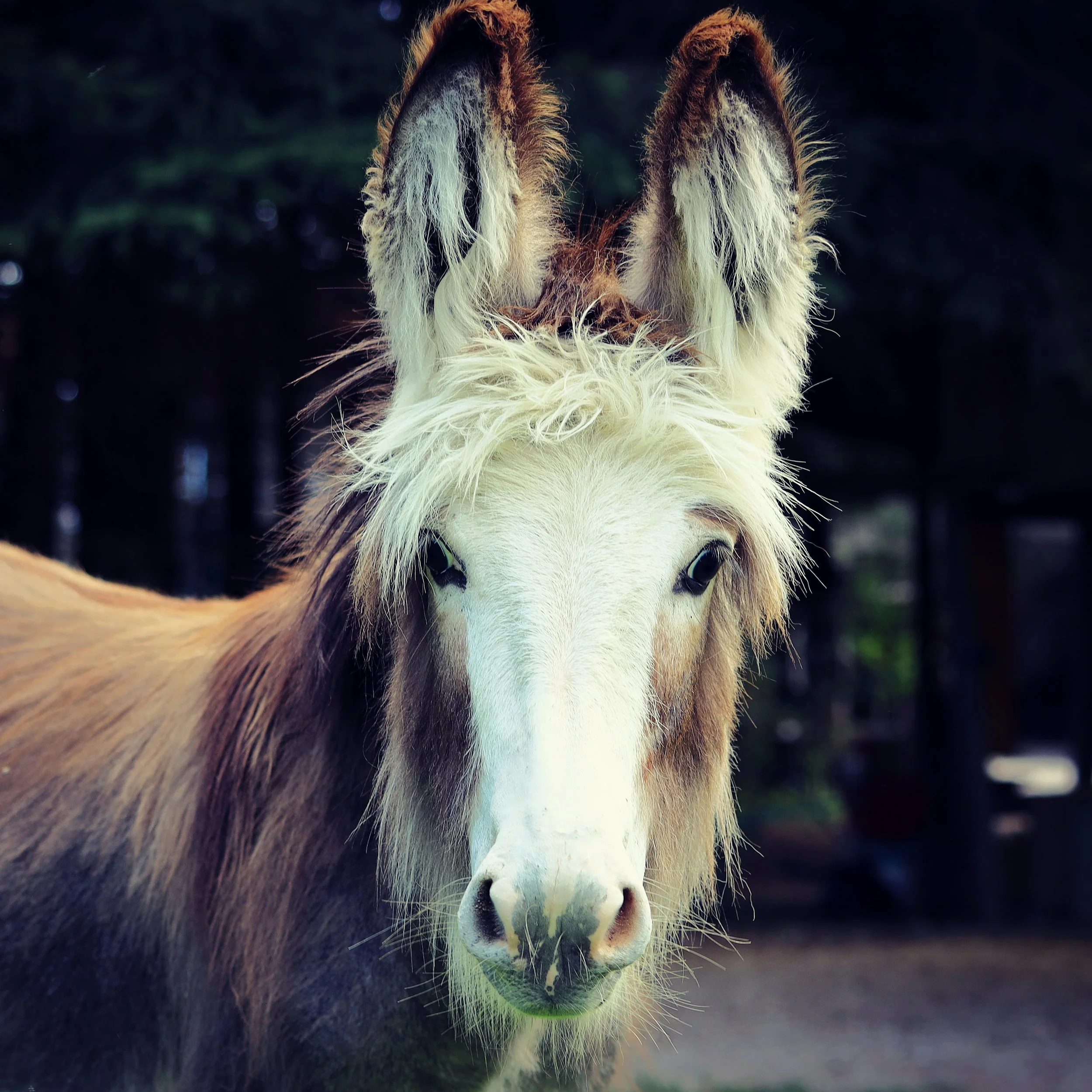 Donkey-1