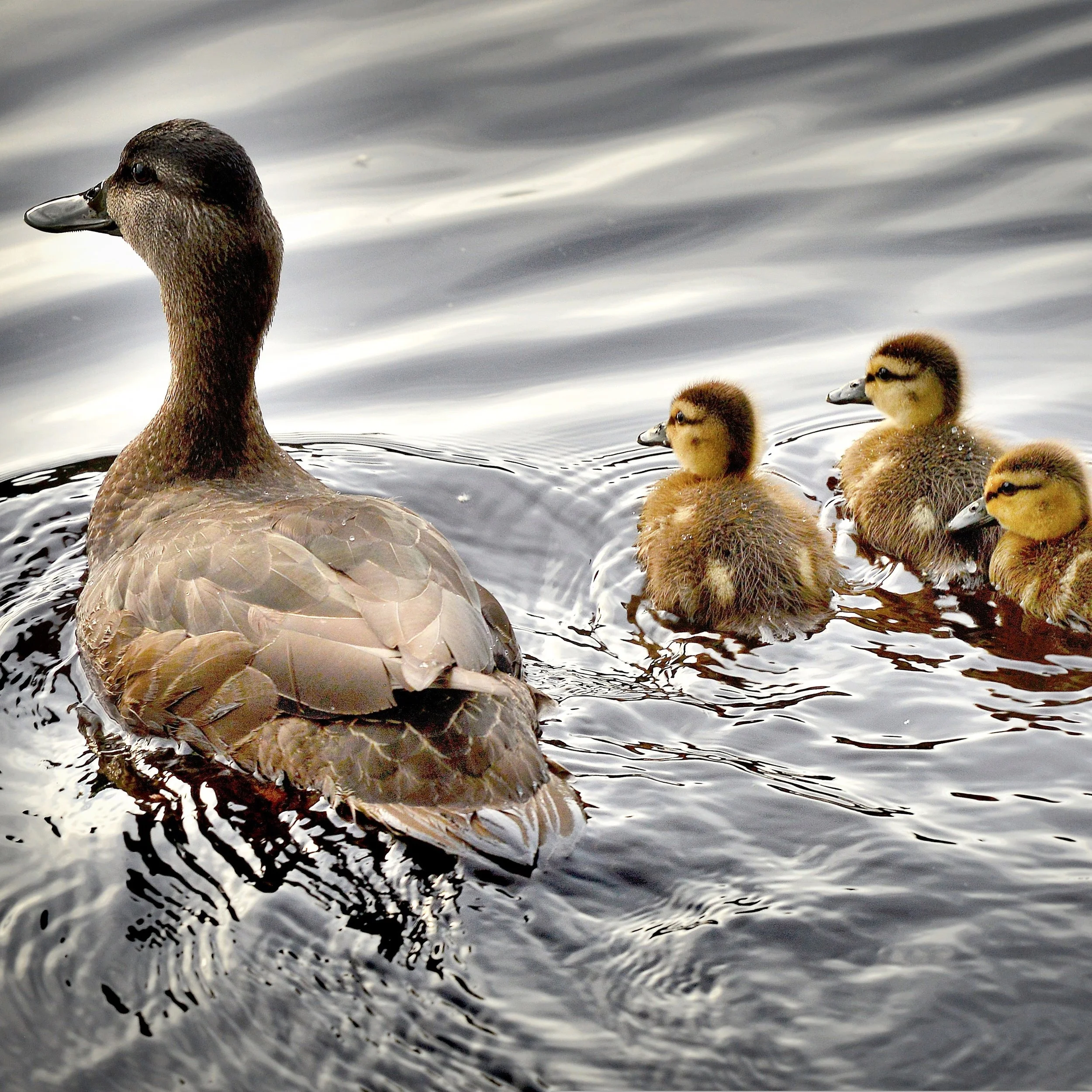 Duck-9