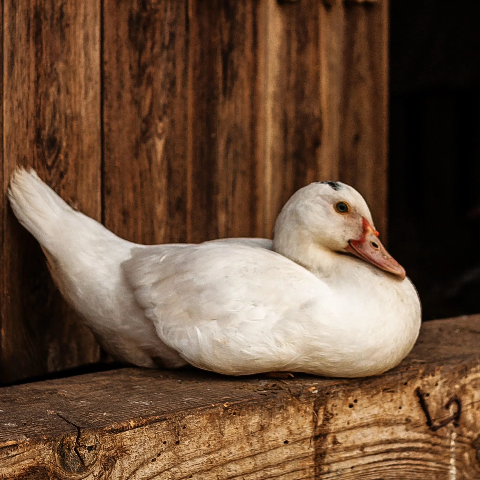 Duck-8