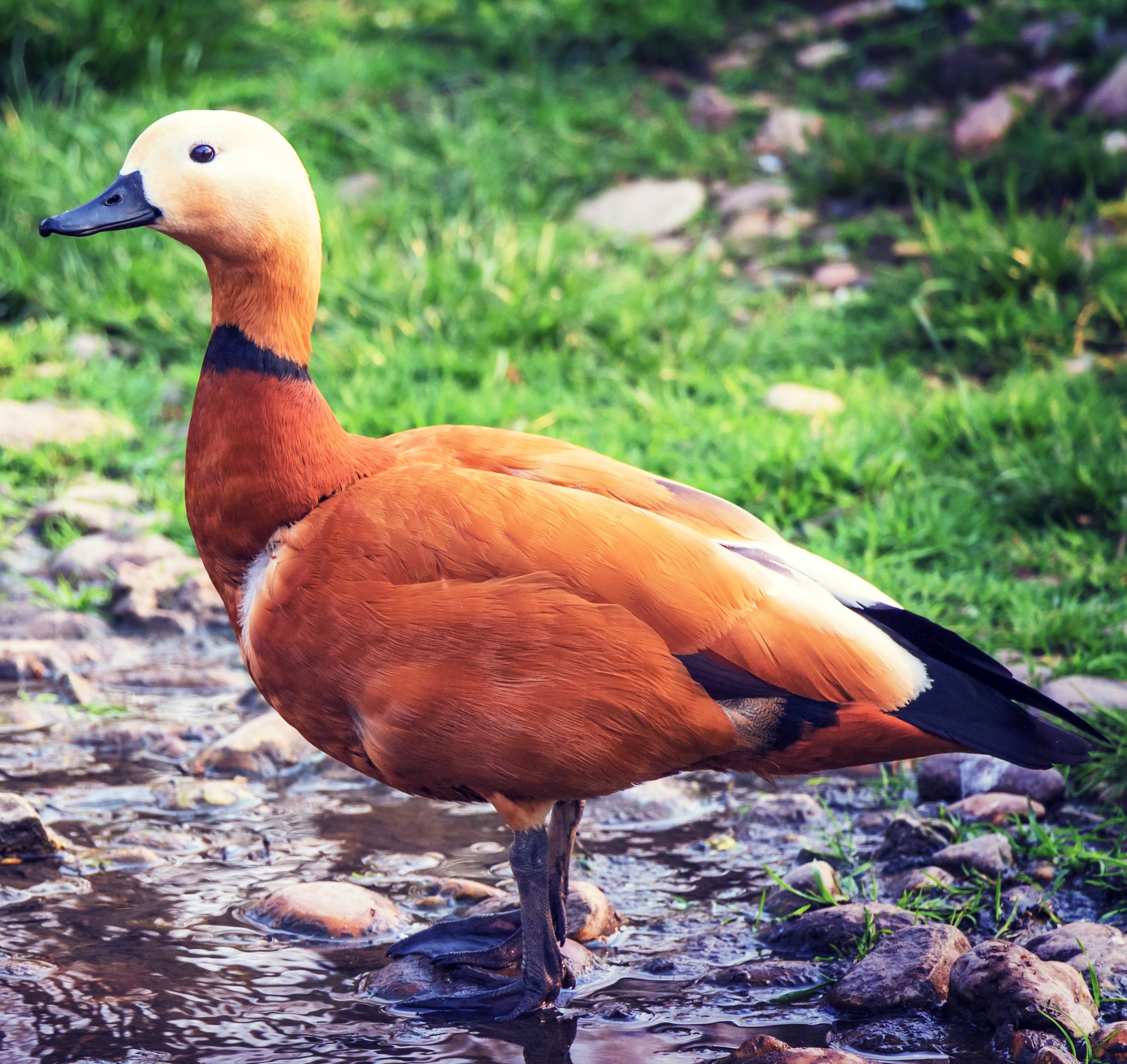 Duck-7