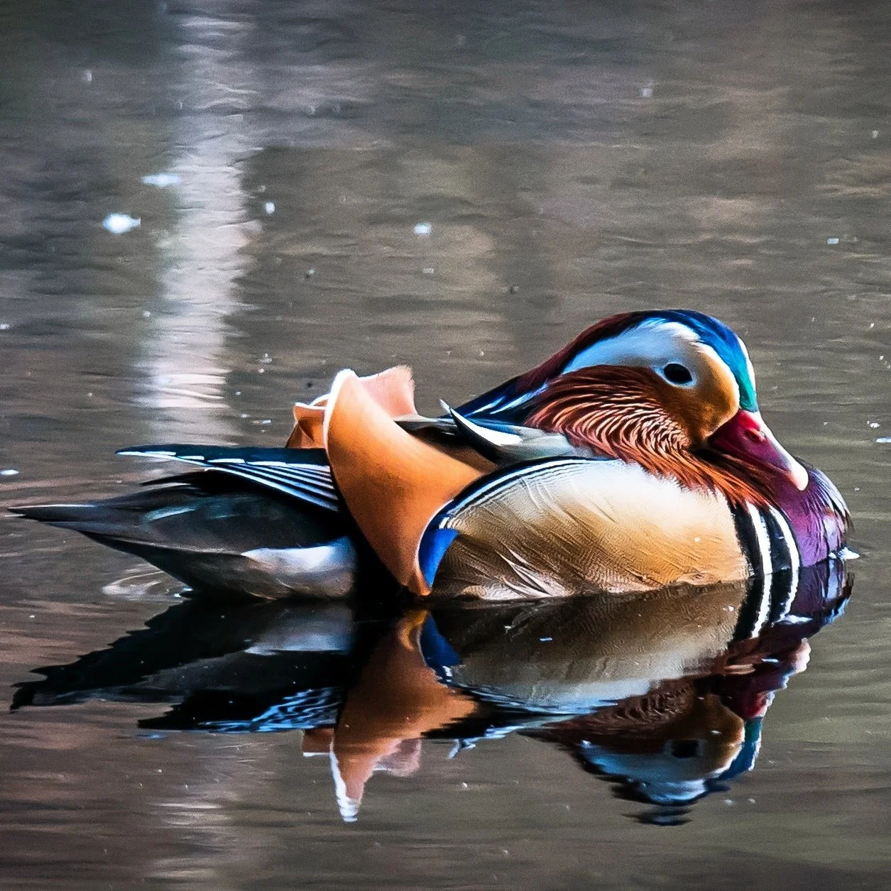Duck-6