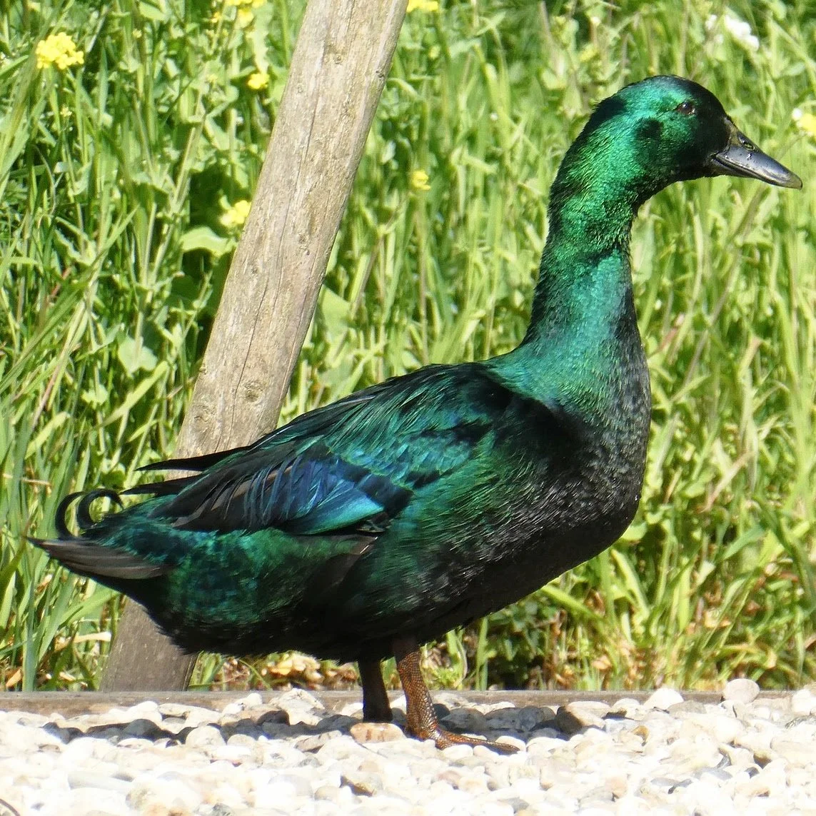 Duck-4
