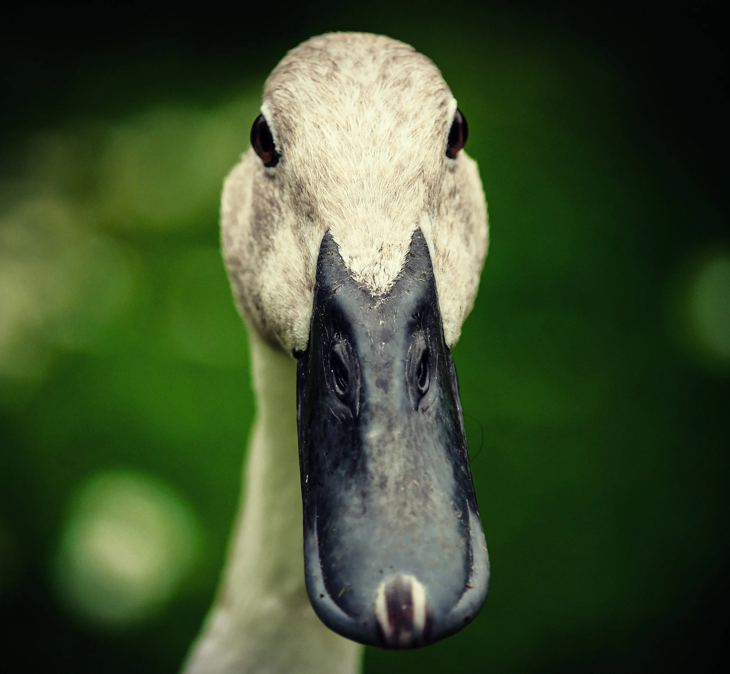 Duck-3