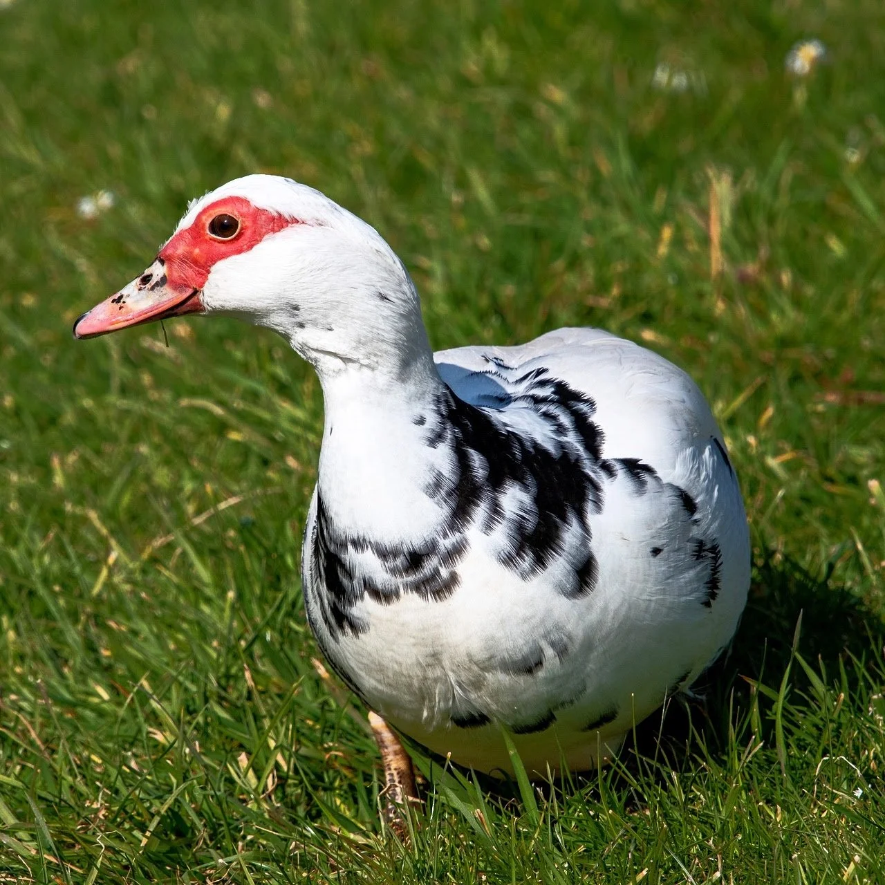 Duck-1