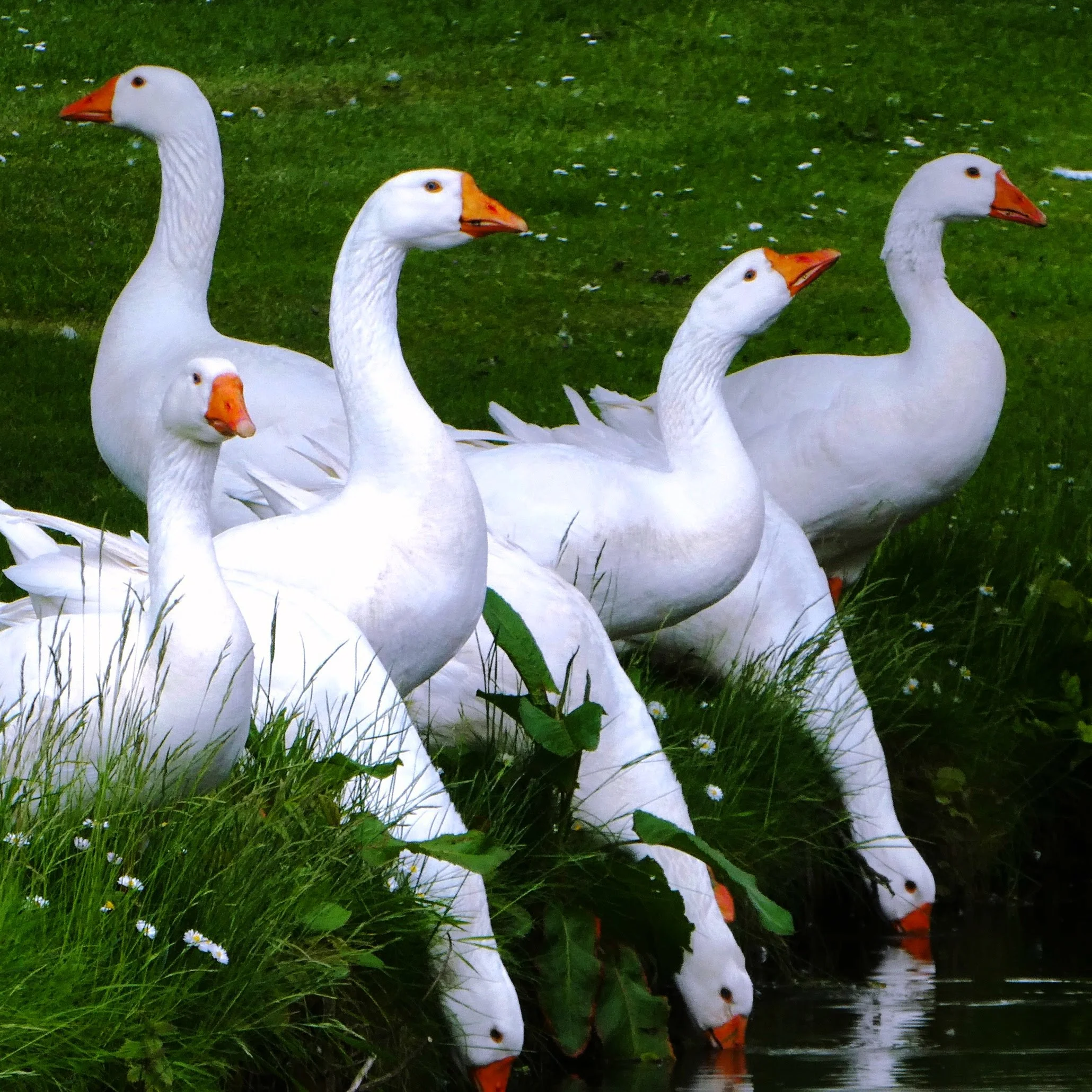 Goose-6