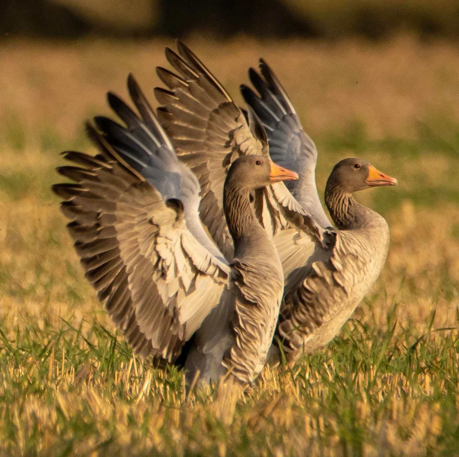 Goose-5