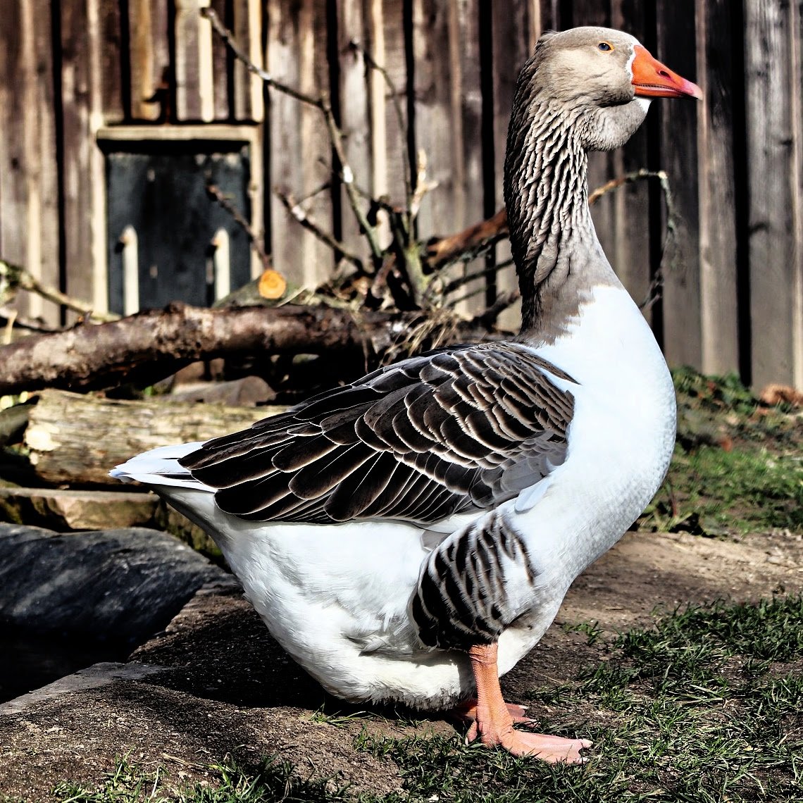 Goose-4