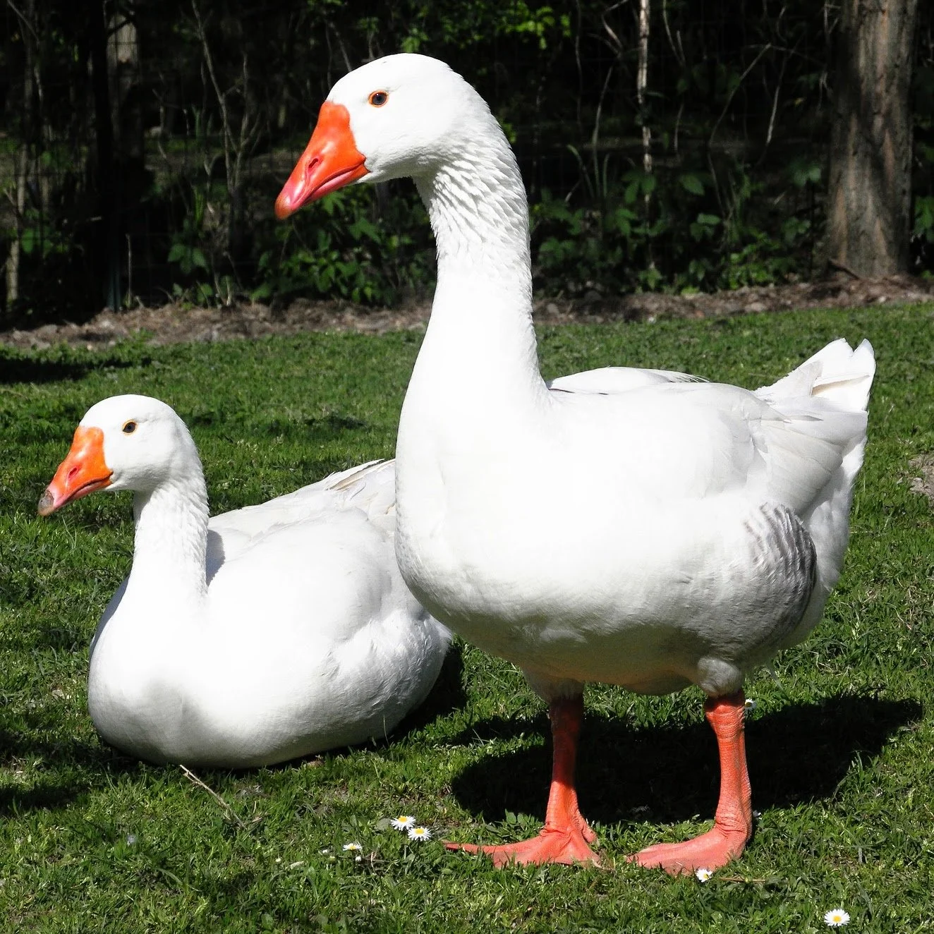 Goose-3